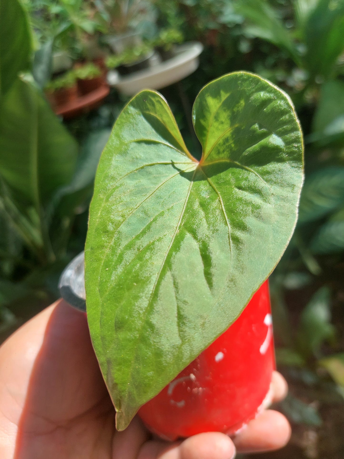 Anthurium sp. 'Huanuco Velvet' Small Size (EXACT PLANT)