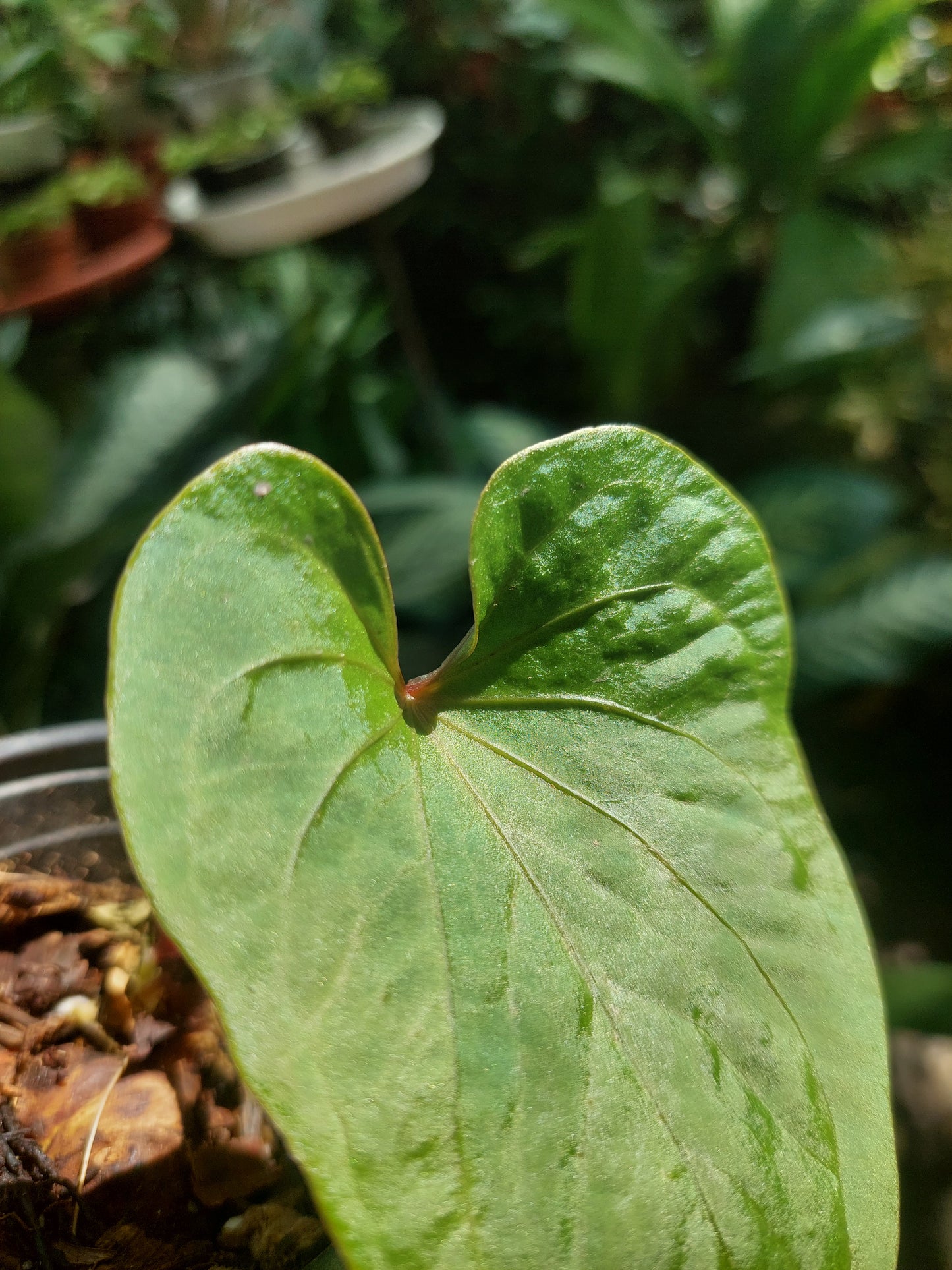 Anthurium sp. 'Huanuco Velvet' Small Size (EXACT PLANT)