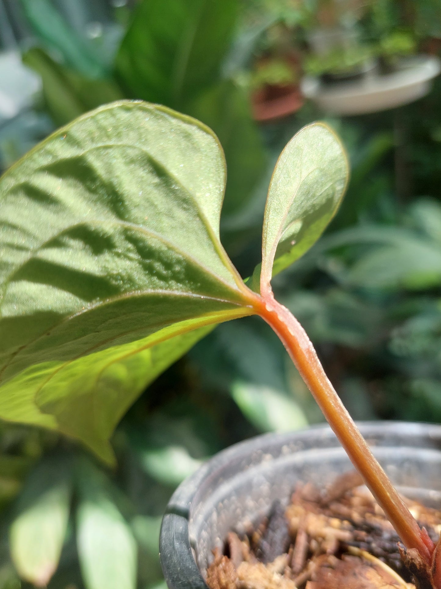 Anthurium sp. 'Huanuco Velvet' Small Size (EXACT PLANT)