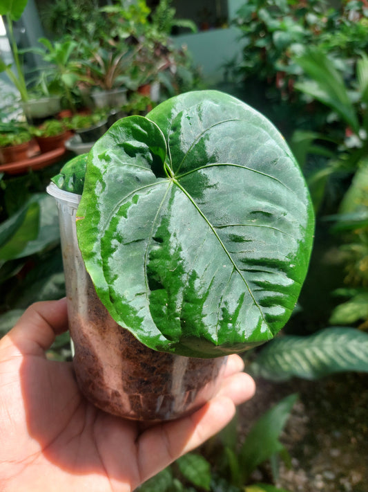 Anthurium Dressleri "Bocas del Toro" Wild Ecotype (EXACT PLANT)