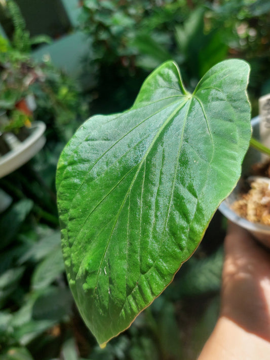 Anthurium Kunayalense 2 Leaves Wild Ecotype Pure Specie (EXACT PLANT)