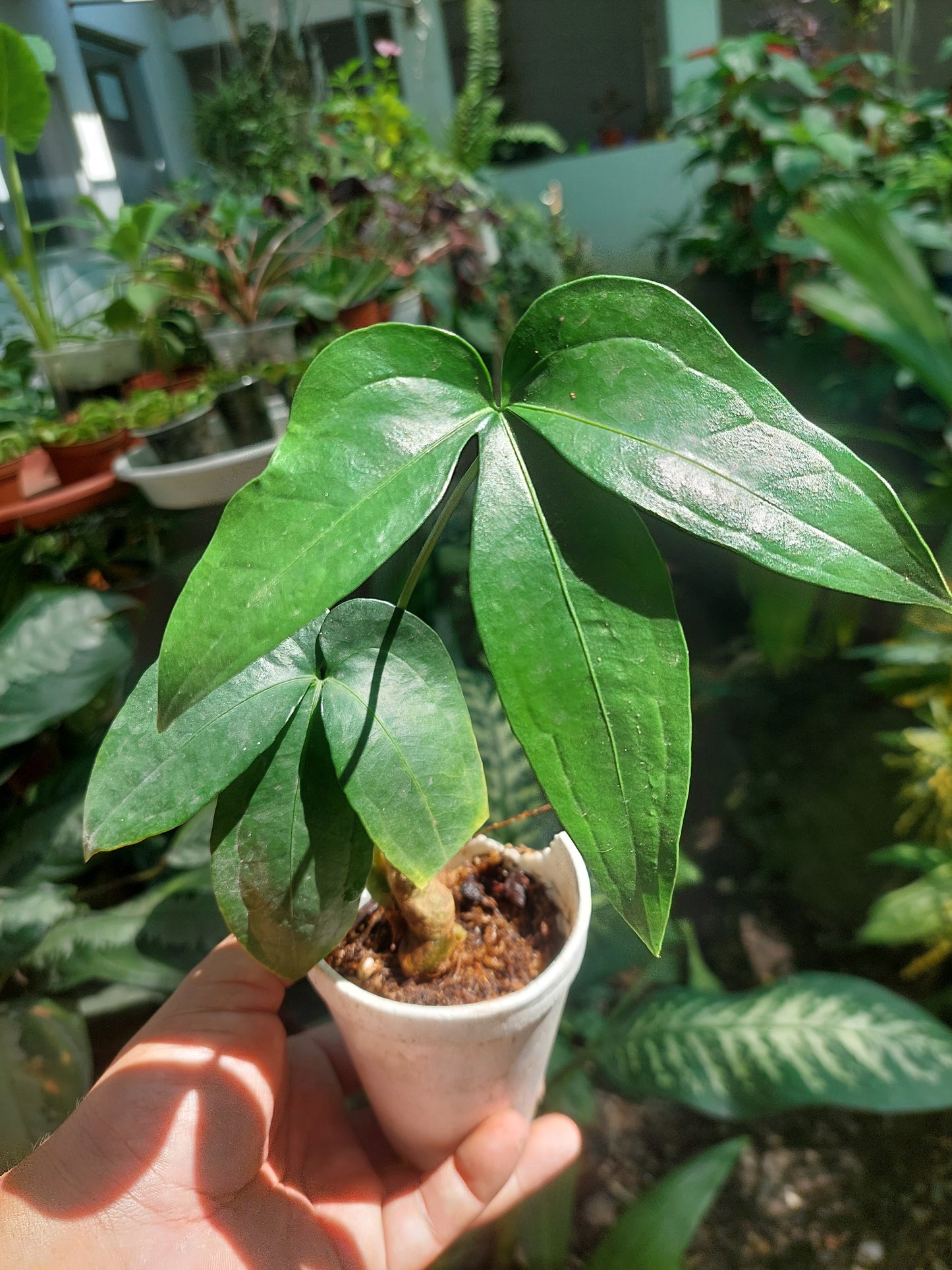 Anthurium sp. "Trifolium" with 2 Leaves (EXACT PLANT)