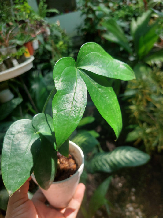 Anthurium sp. "Trifolium" with 2 Leaves (EXACT PLANT)