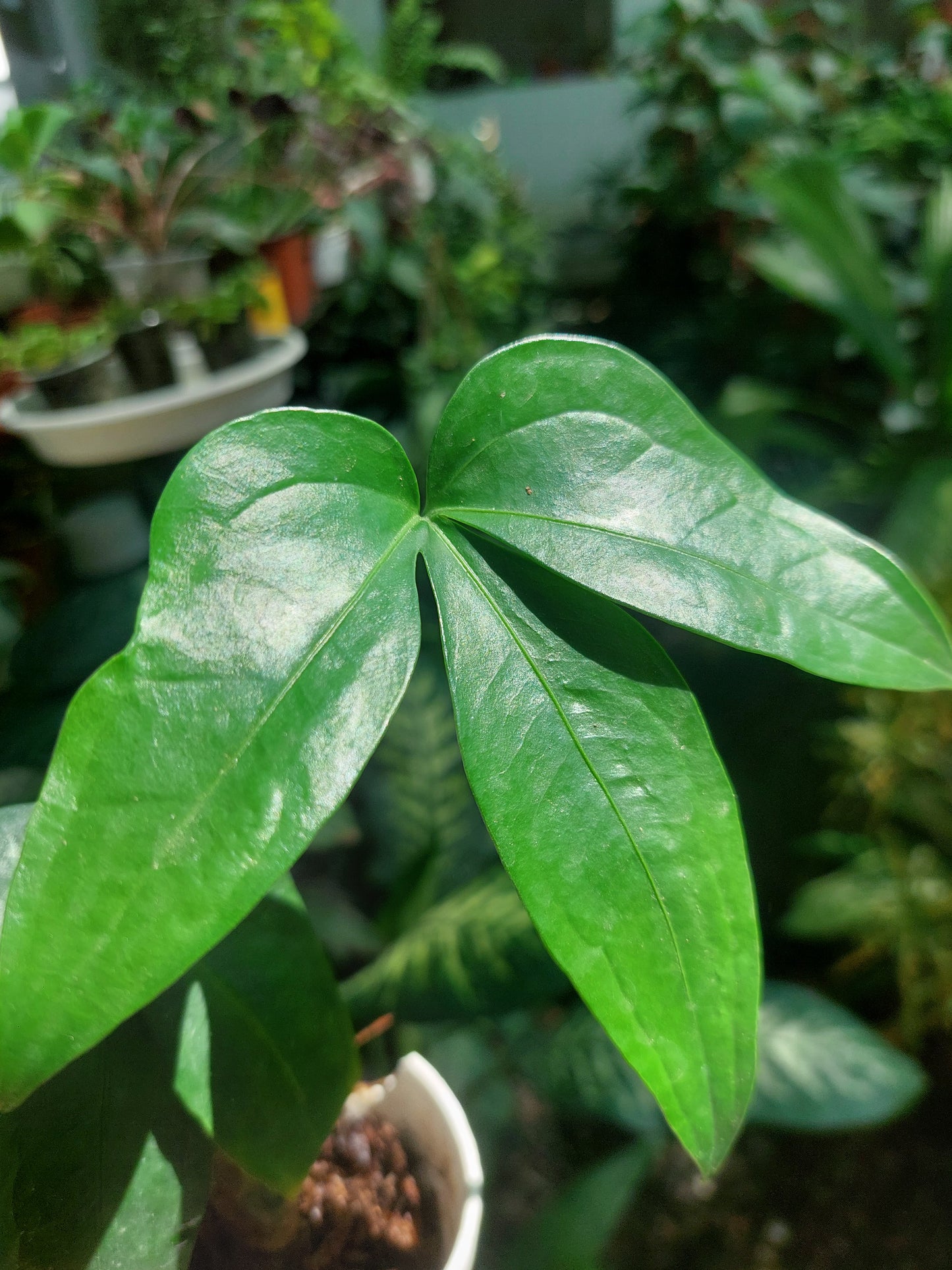 Anthurium sp. "Trifolium" with 2 Leaves (EXACT PLANT)