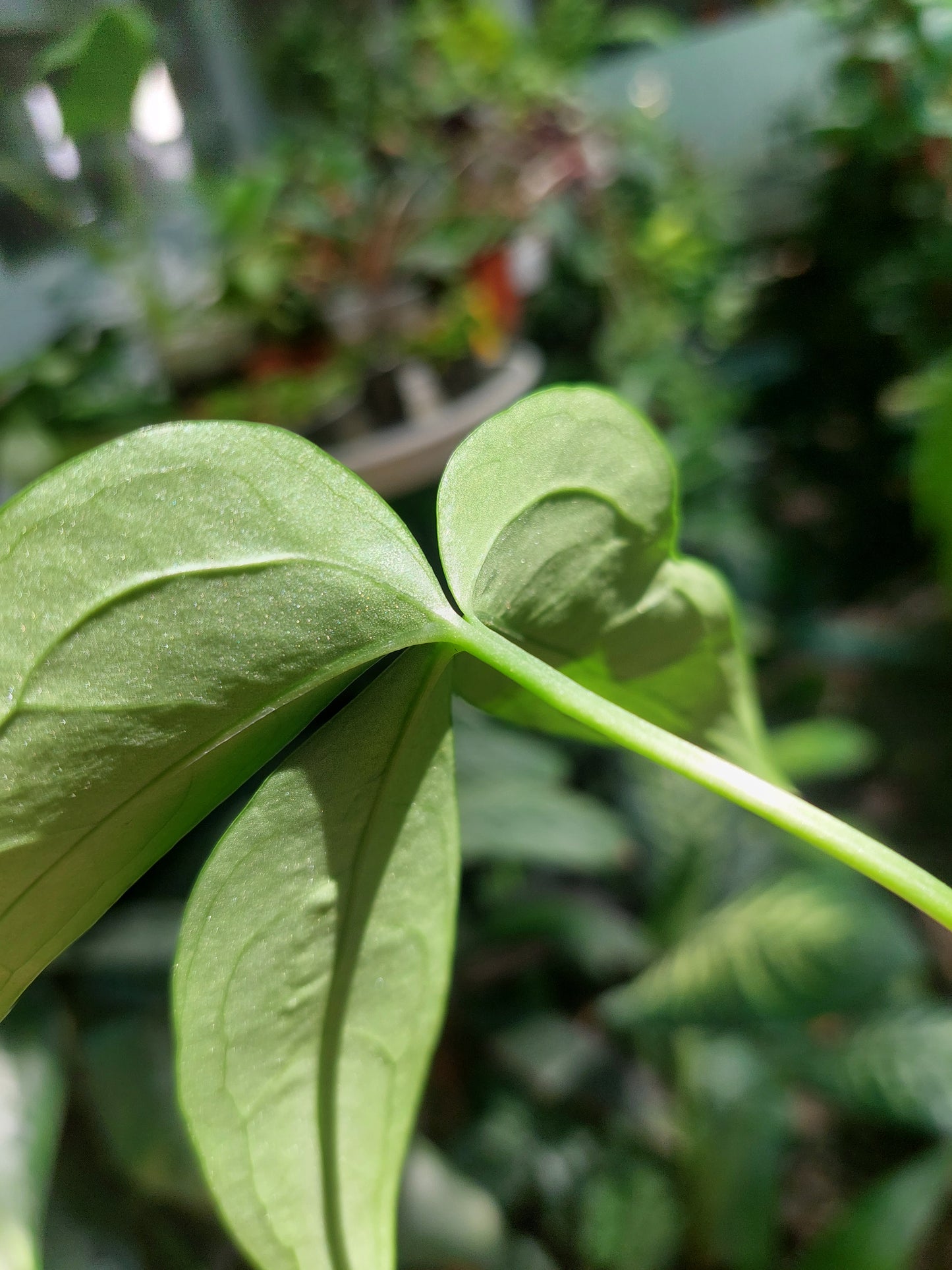 Anthurium sp. "Trifolium" with 2 Leaves (EXACT PLANT)