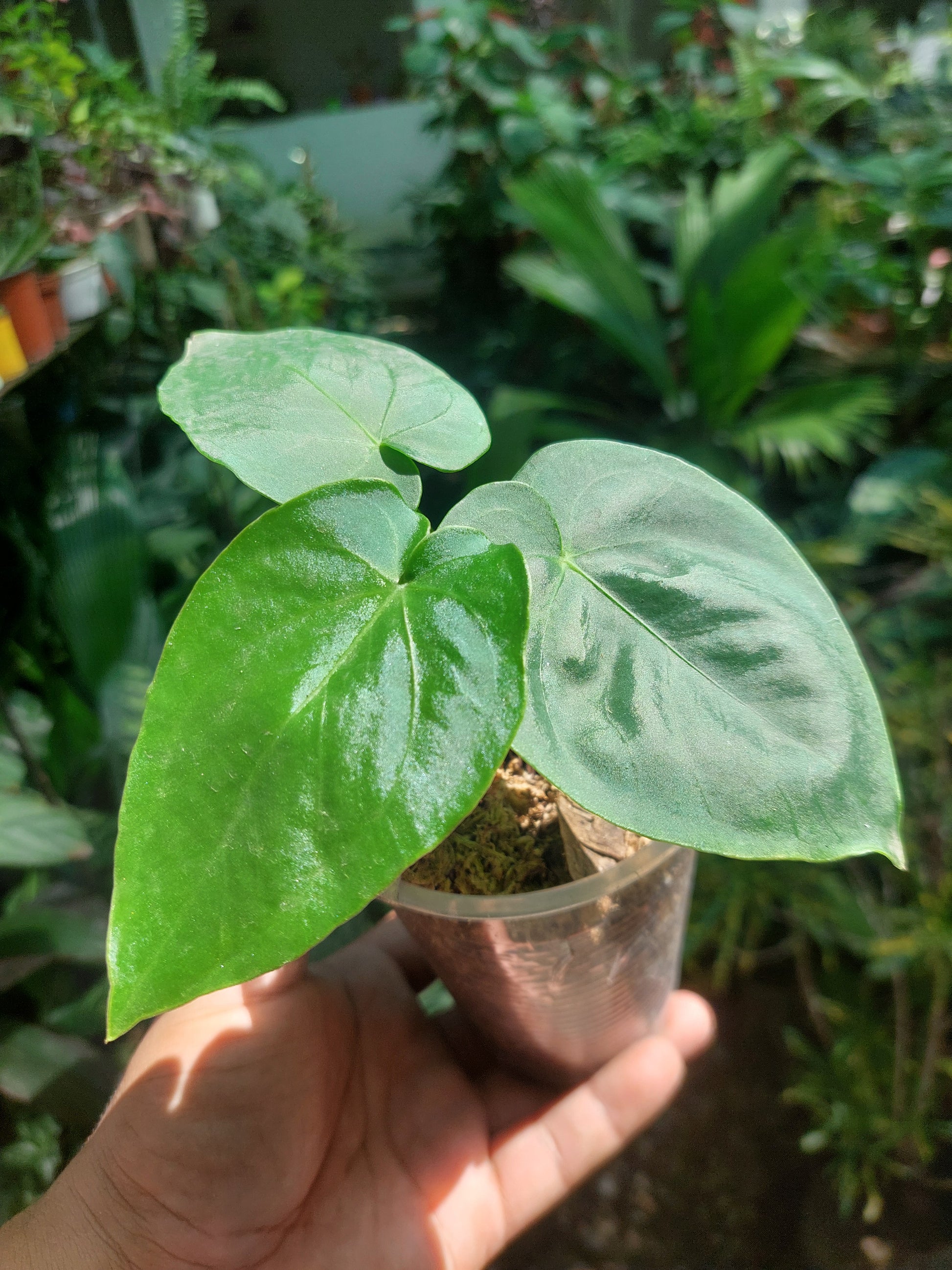anthurium mount Anthurium sp. "Lush Mountain" Wild Ecotype Small Size 3 Leaves (EXACT PLANT) – Amazon Plants Peru