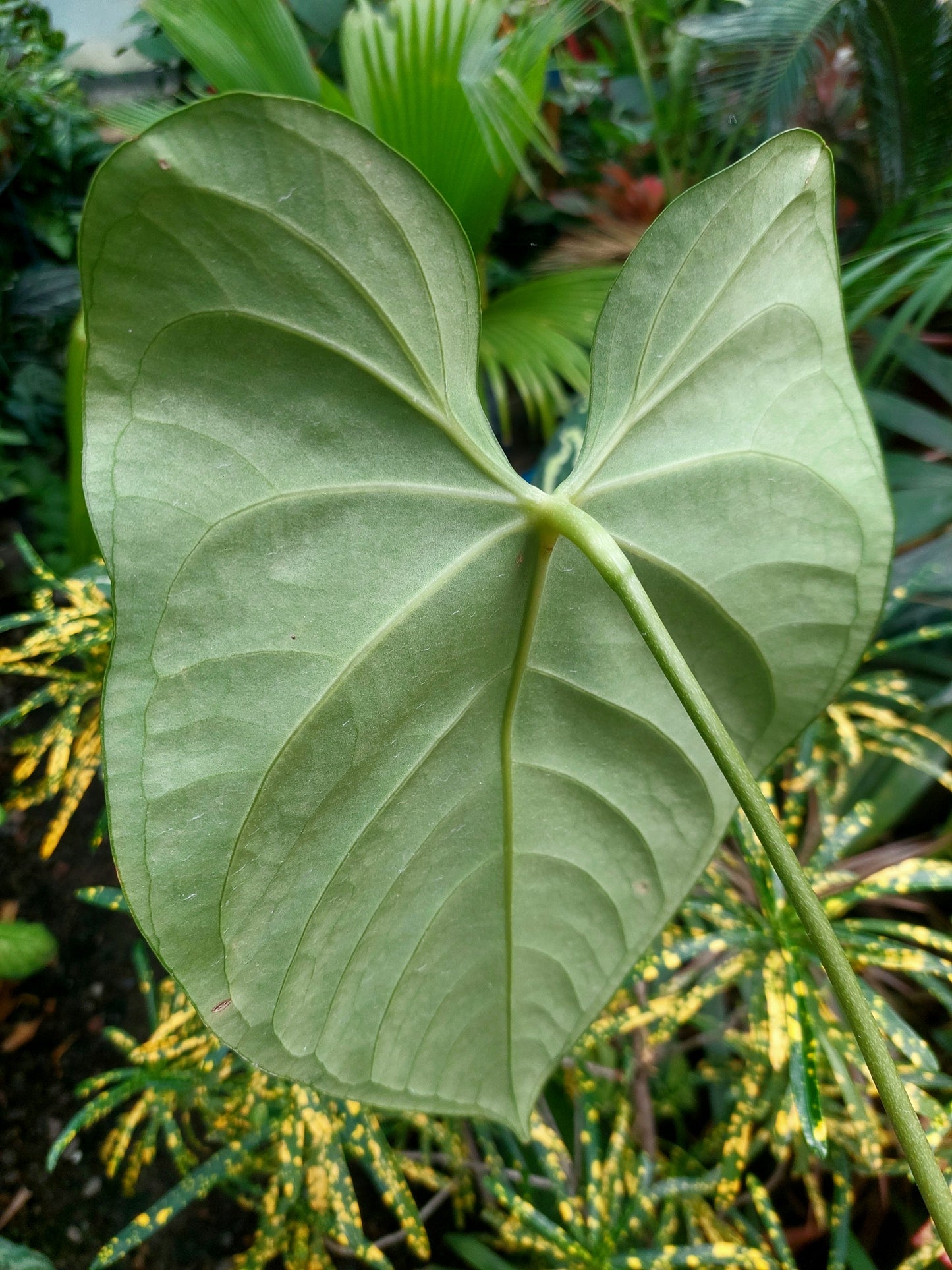 Anthurium sp. 'Amazon Dark' Native to Peru BIG PLANT (EXACT PLANT)