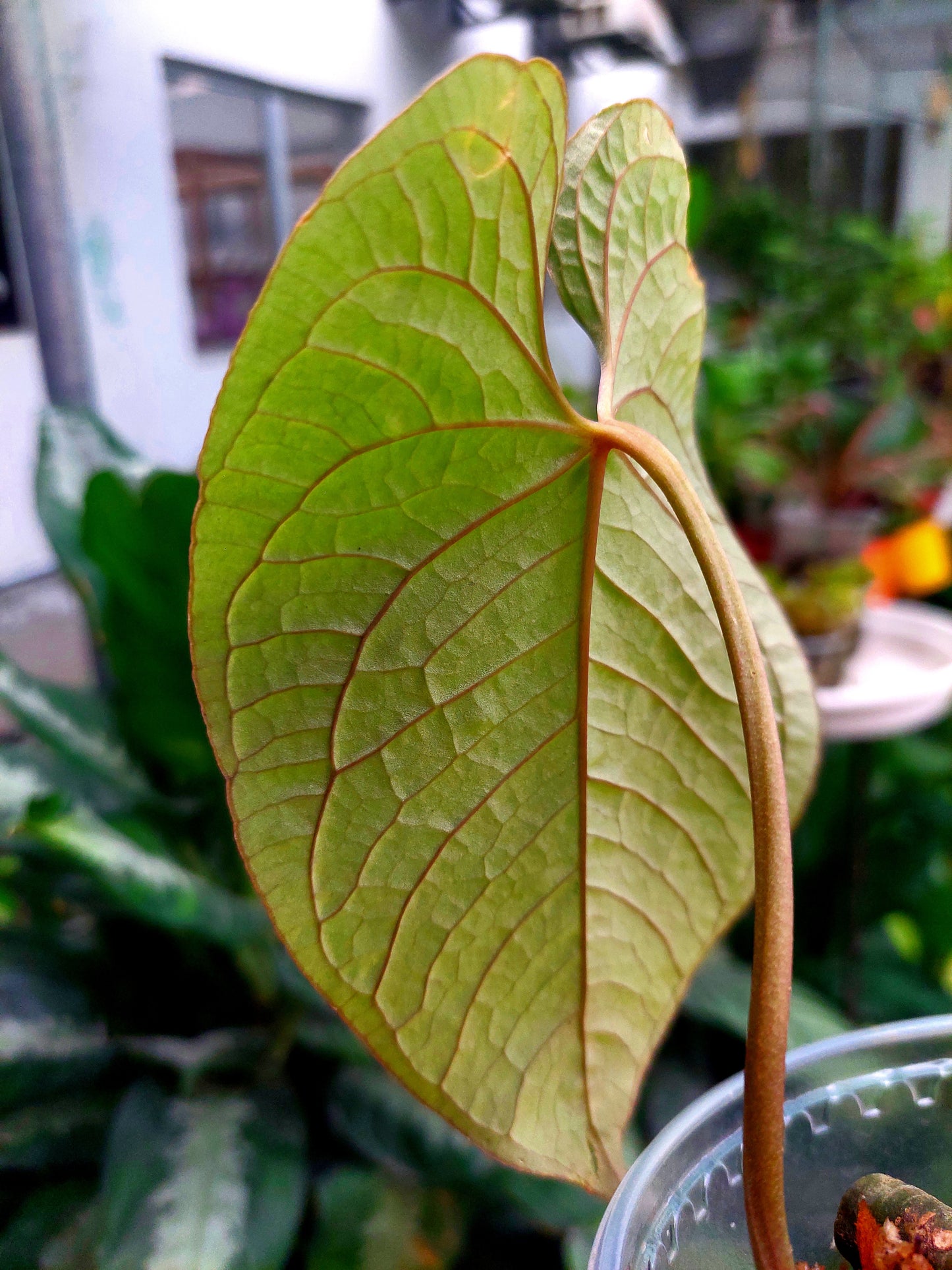 Anthurium Sp. Purple Velvet (EXACT PLANT)