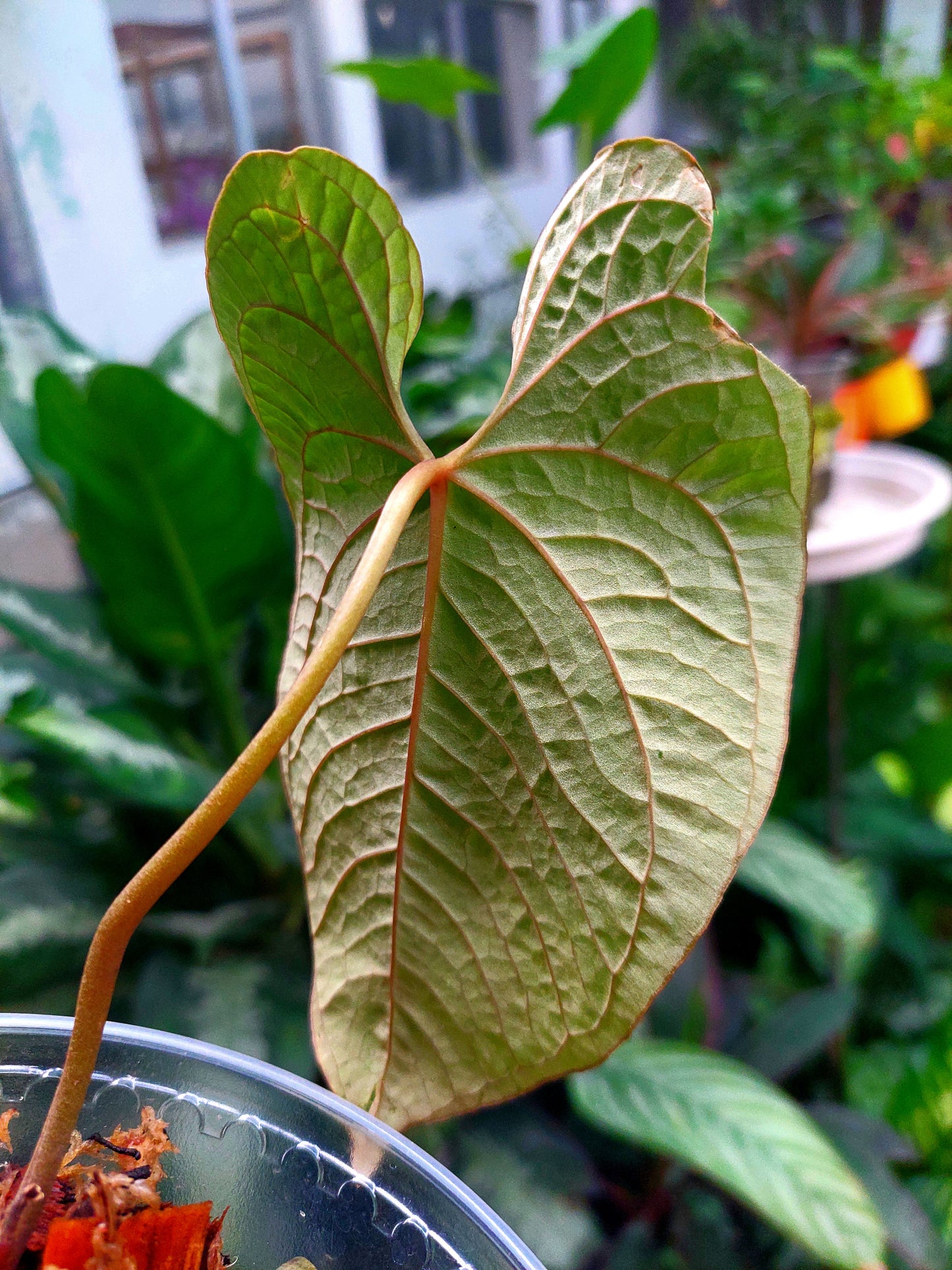 Anthurium Sp. Purple Velvet (EXACT PLANT)