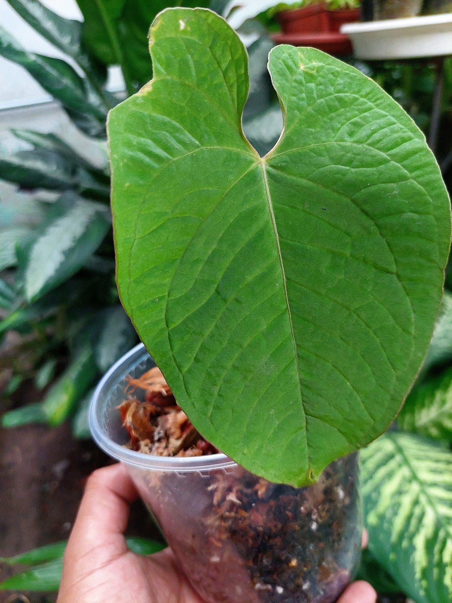 Anthurium Sp. Purple Velvet (EXACT PLANT)