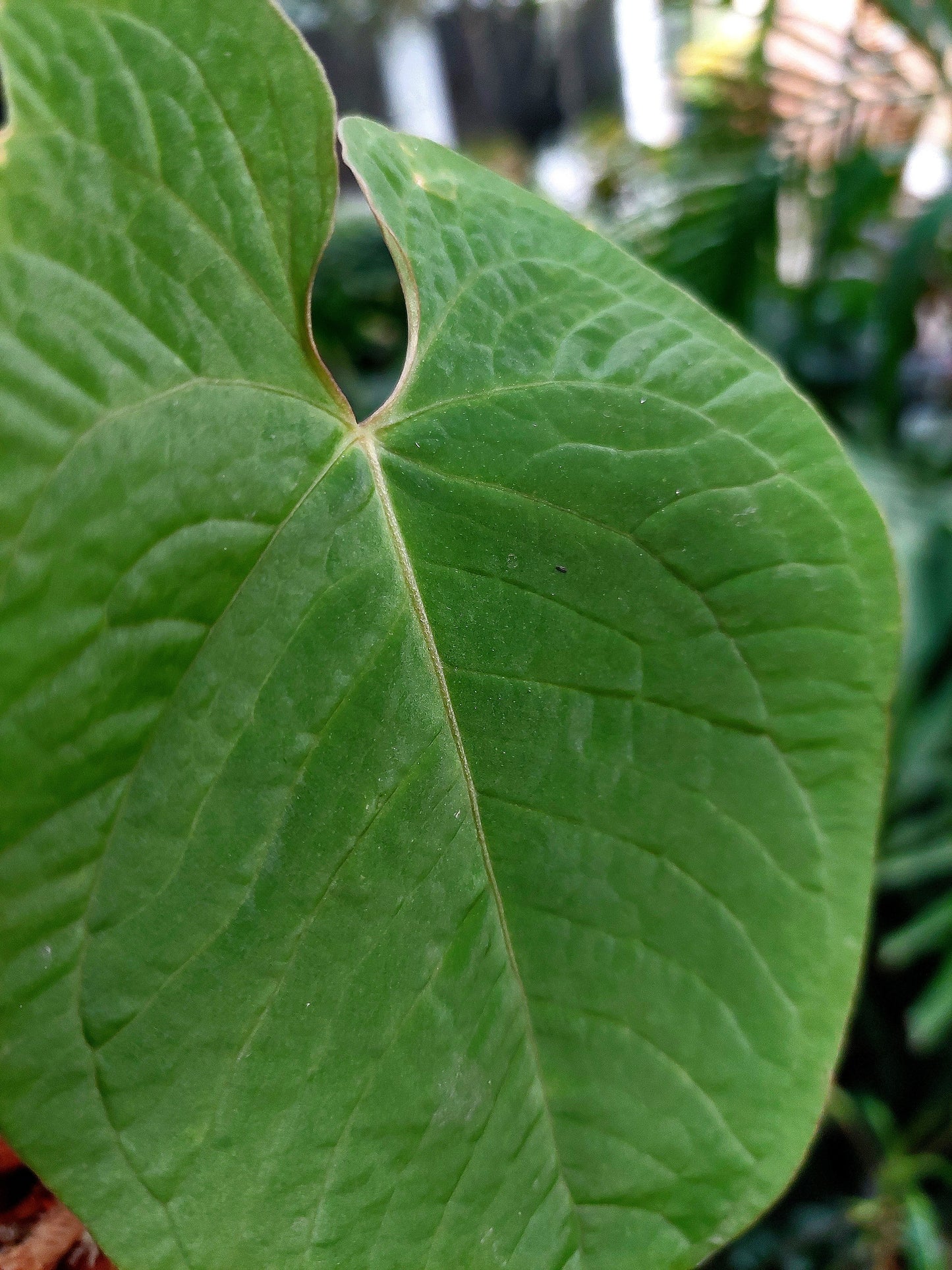 Anthurium Sp. Purple Velvet (EXACT PLANT)