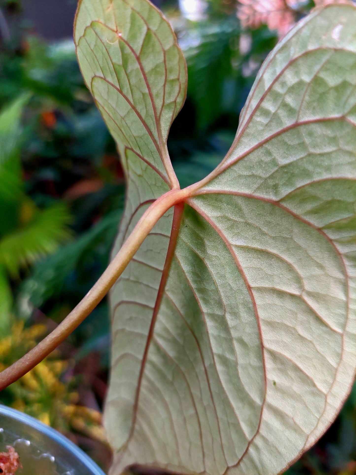 Anthurium Sp. Purple Velvet (EXACT PLANT)