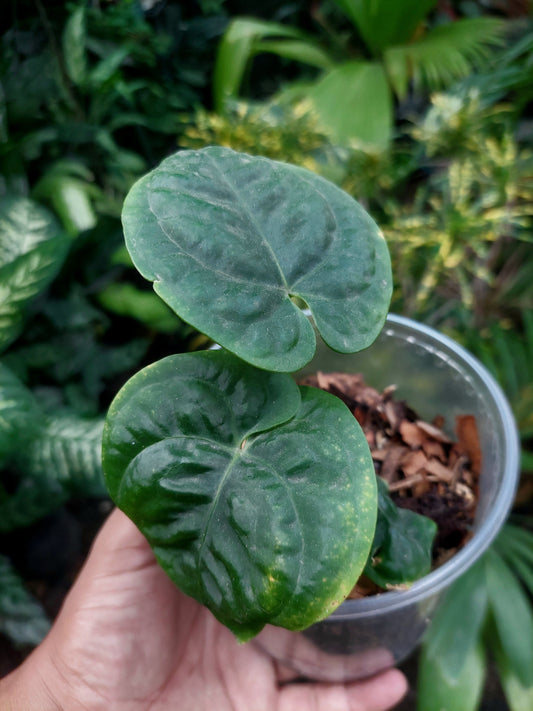 Anthurium Dressleri "Rio Guanche" with 3 Leaves (EXACT PLANT)