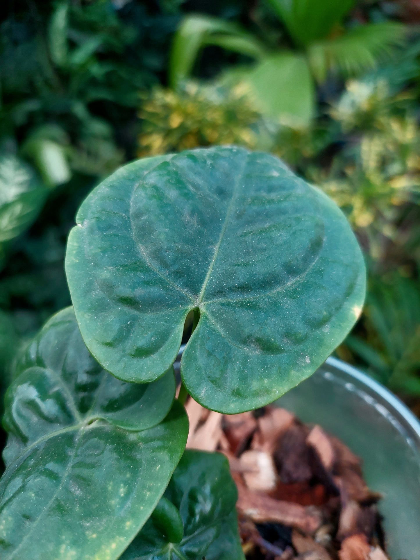 Anthurium Dressleri "Rio Guanche" with 3 Leaves (EXACT PLANT)