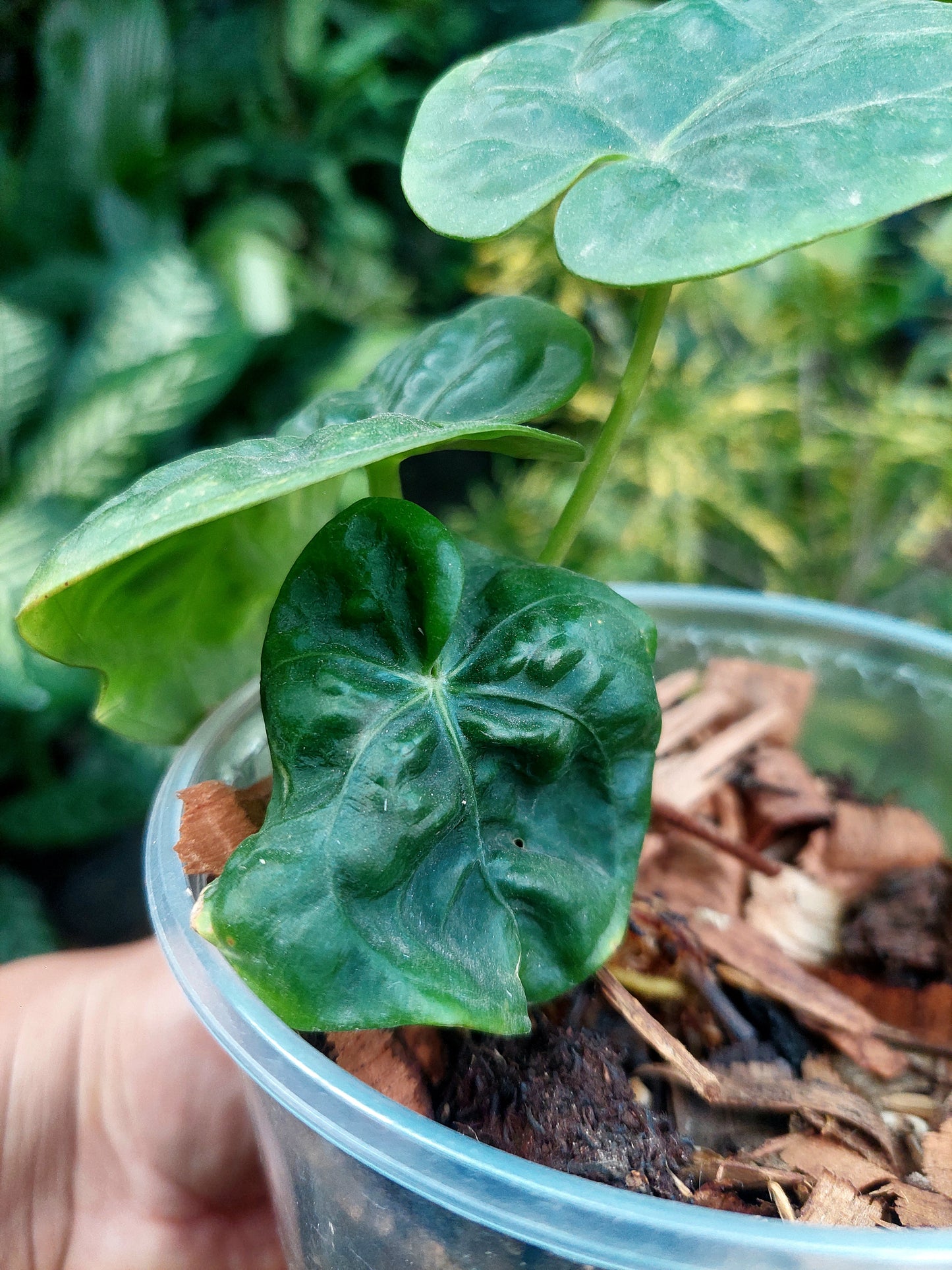 Anthurium Dressleri "Rio Guanche" with 3 Leaves (EXACT PLANT)