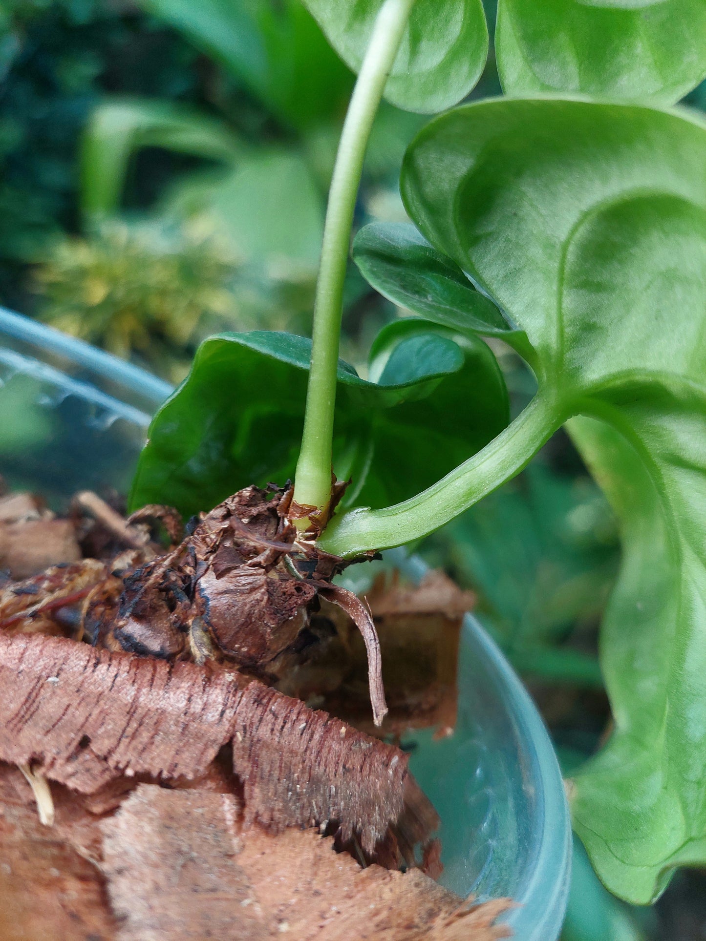 Anthurium Dressleri "Rio Guanche" with 3 Leaves (EXACT PLANT)