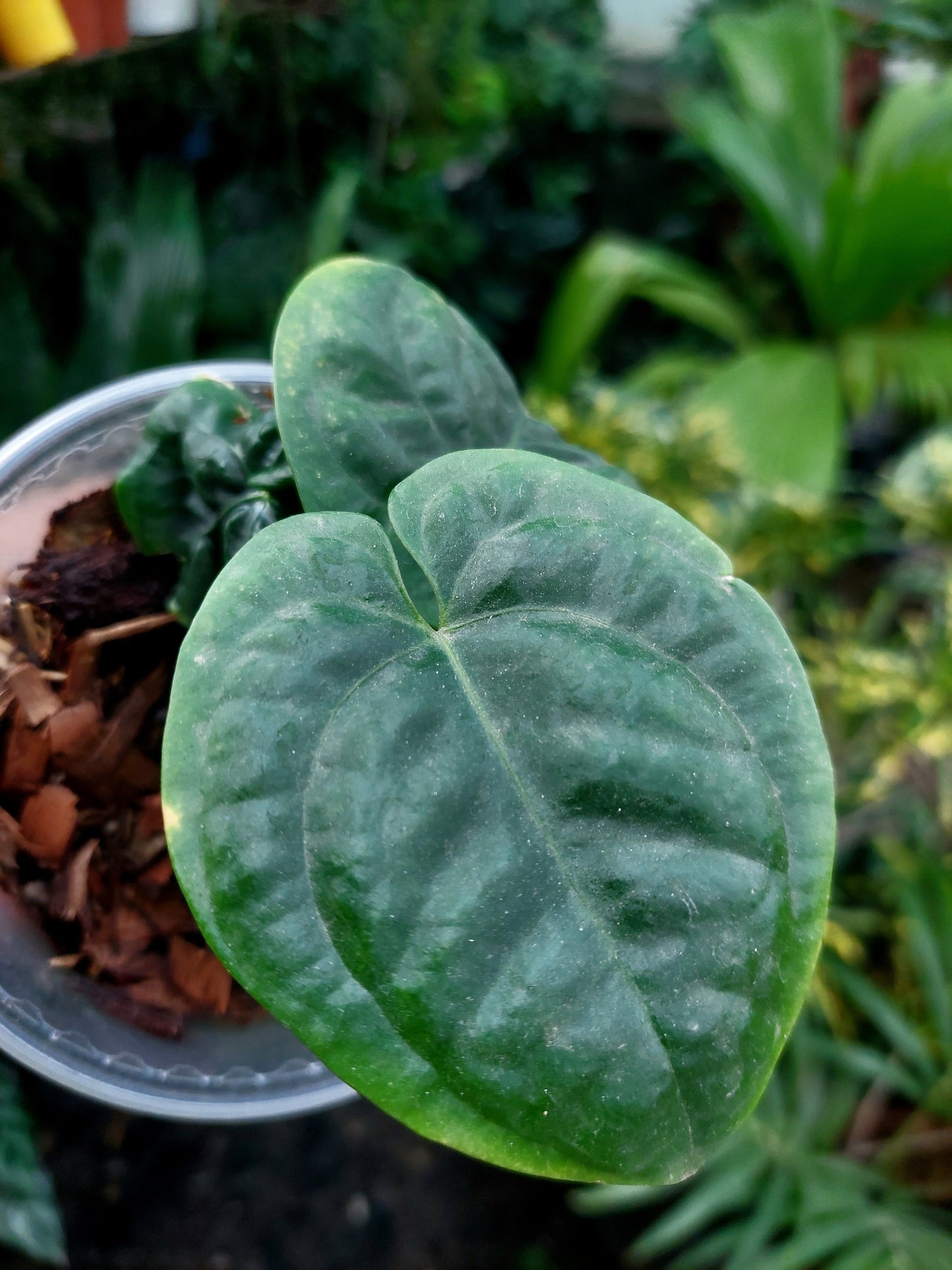 Anthurium Dressleri "Rio Guanche" with 3 Leaves (EXACT PLANT)