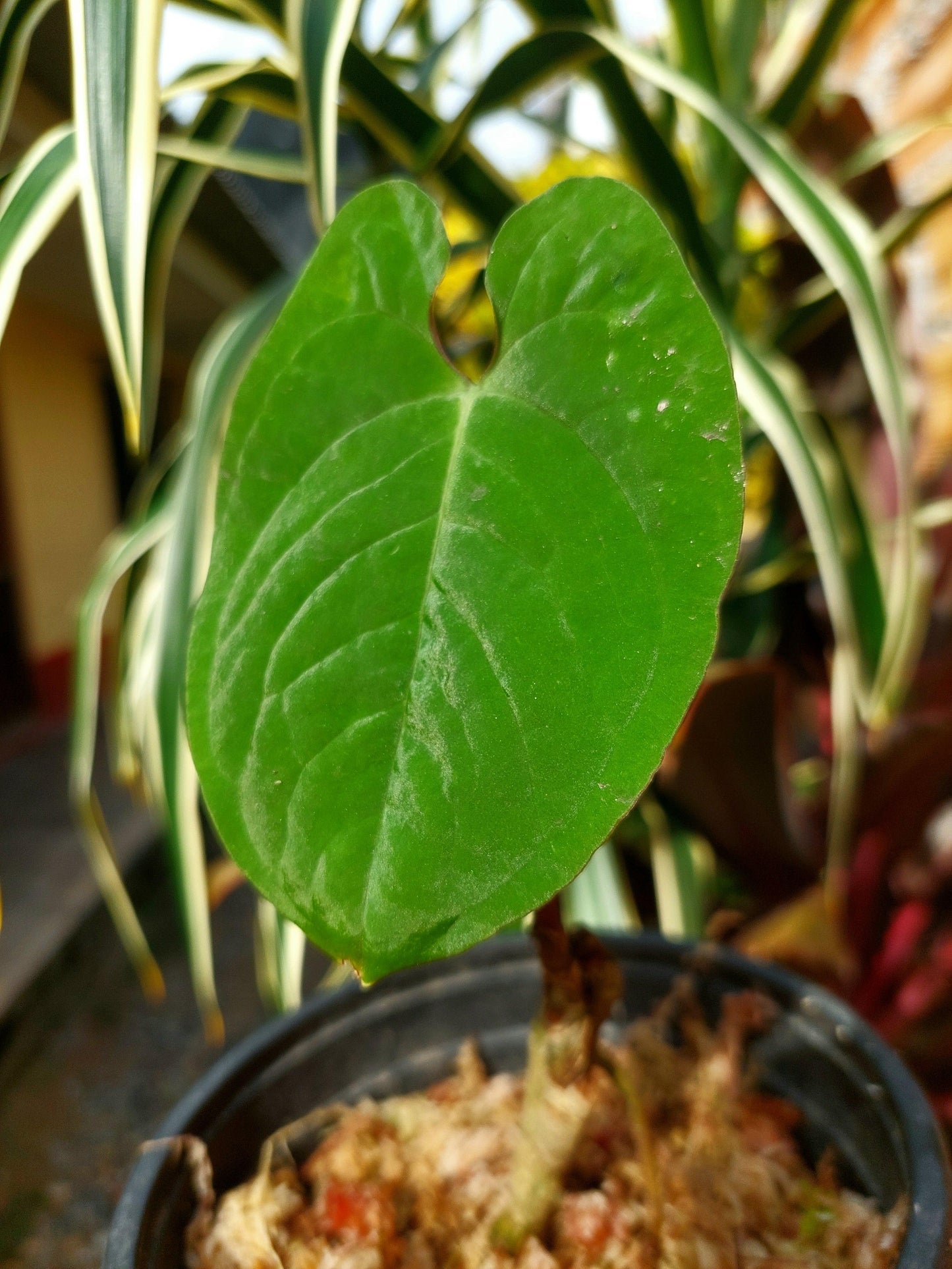 Anthurium Sp. Purple (EXACT PLANT)