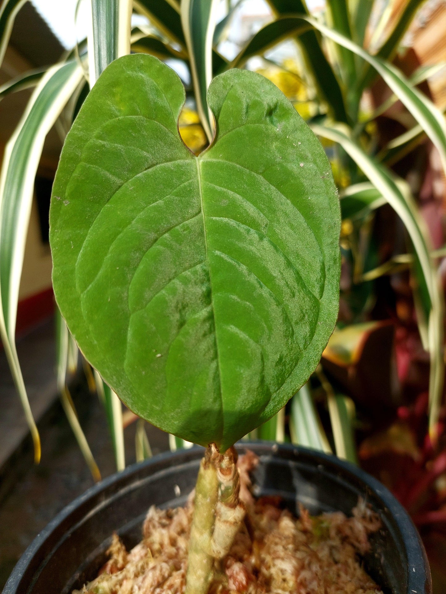 Anthurium Sp. Purple (EXACT PLANT)