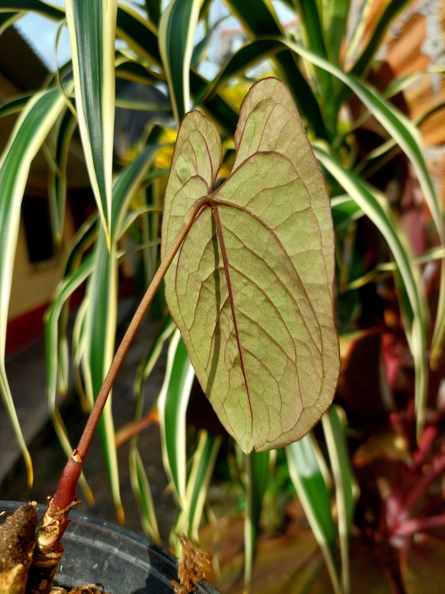 Anthurium Sp. Purple (EXACT PLANT)