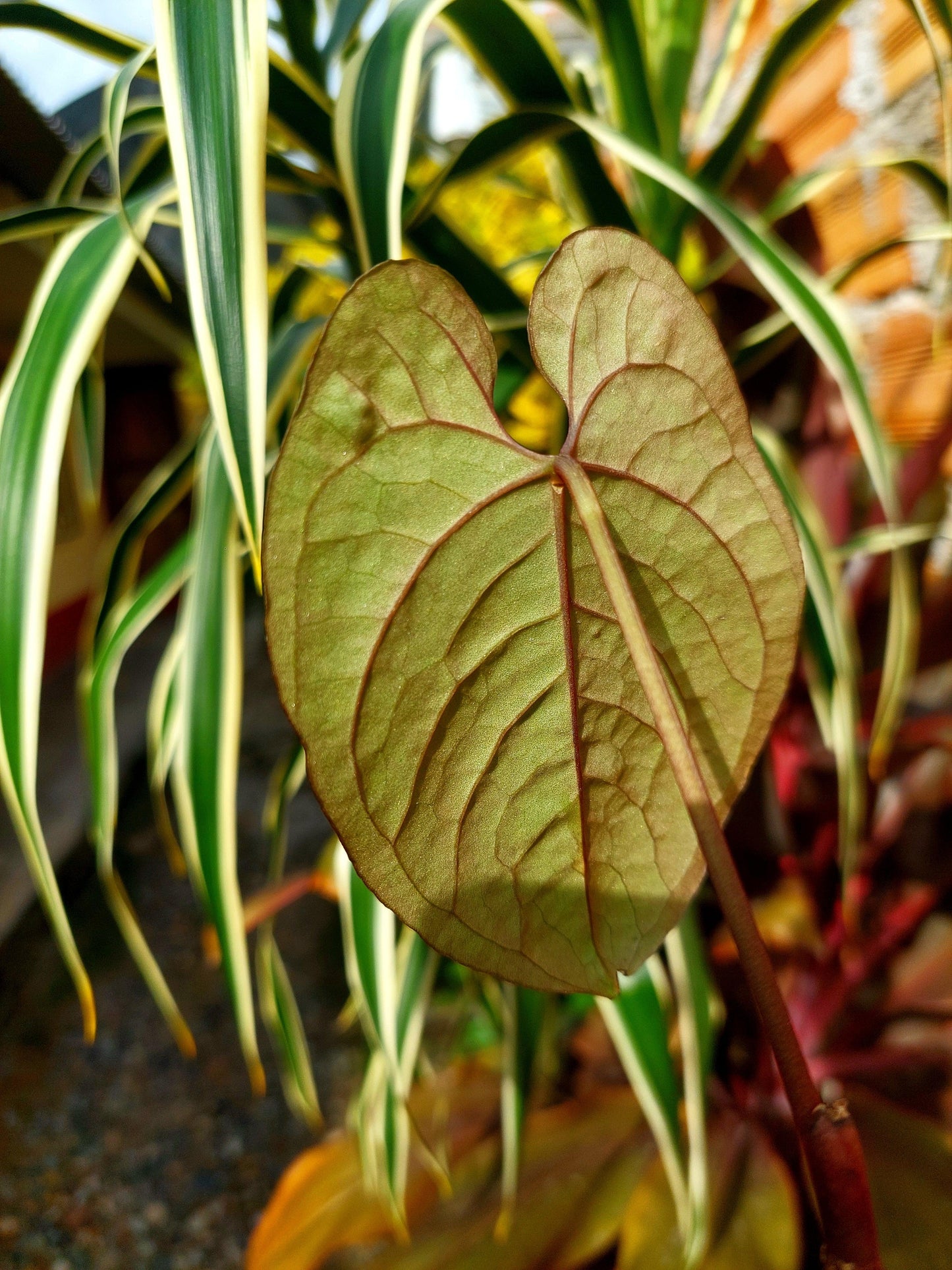 Anthurium Sp. Purple (EXACT PLANT)