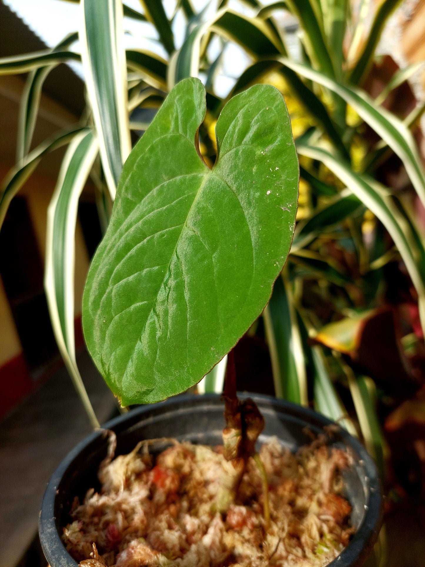 Anthurium Sp. Purple (EXACT PLANT)