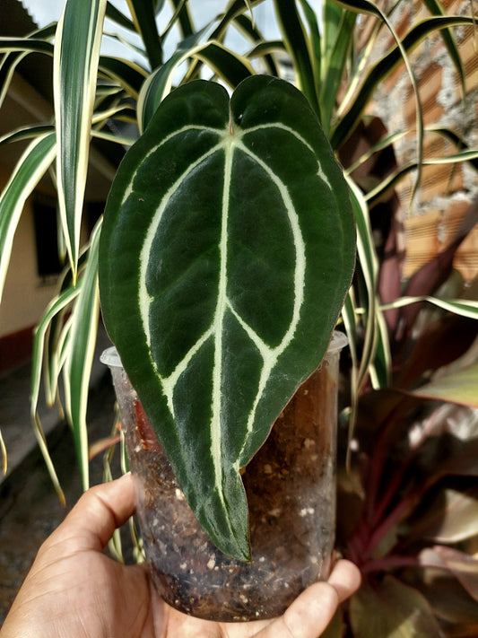 Anthurium Carlablackiae SLIM (EXACT PLANT)