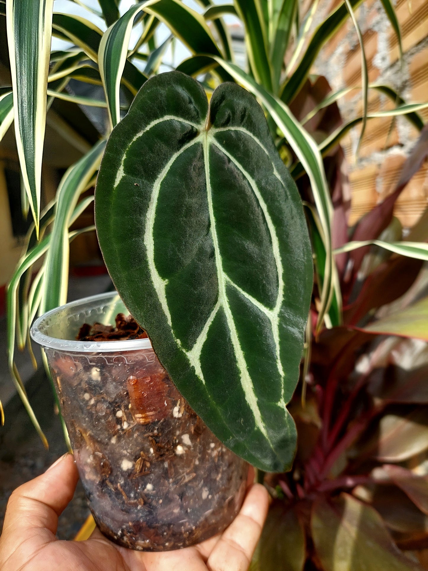 Anthurium Carlablackiae SLIM (EXACT PLANT)