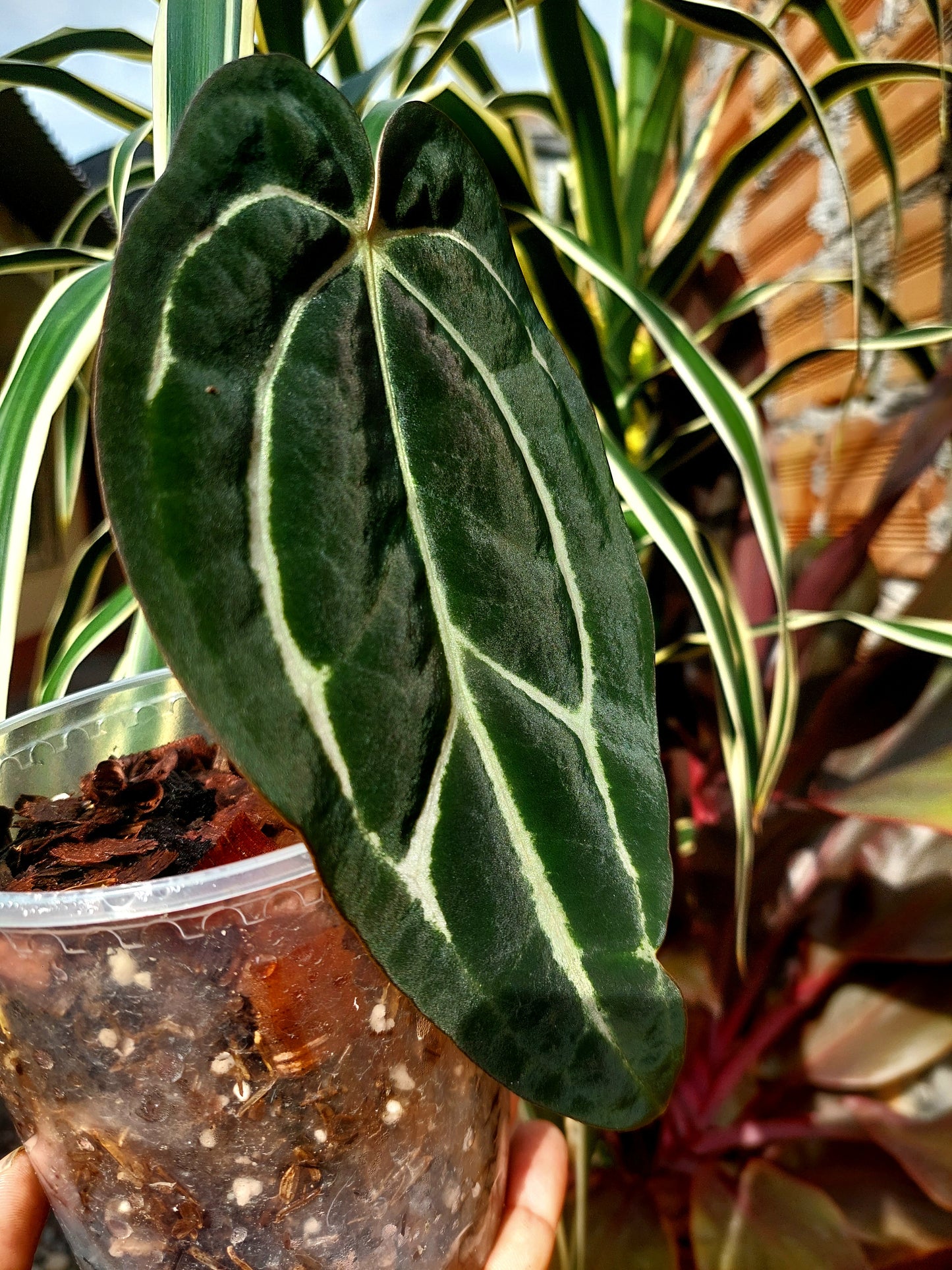 Anthurium Carlablackiae SLIM (EXACT PLANT)