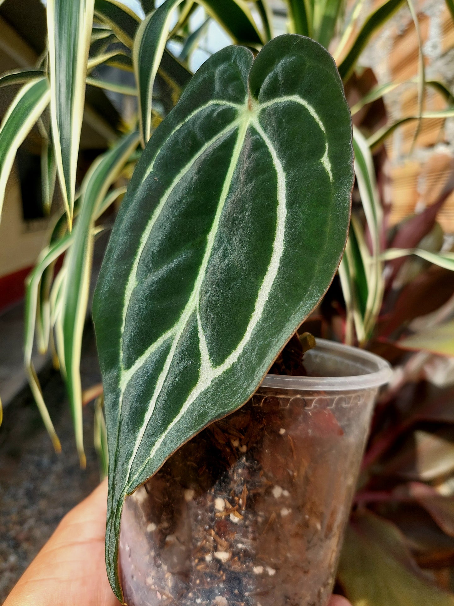 Anthurium Carlablackiae SLIM (EXACT PLANT)