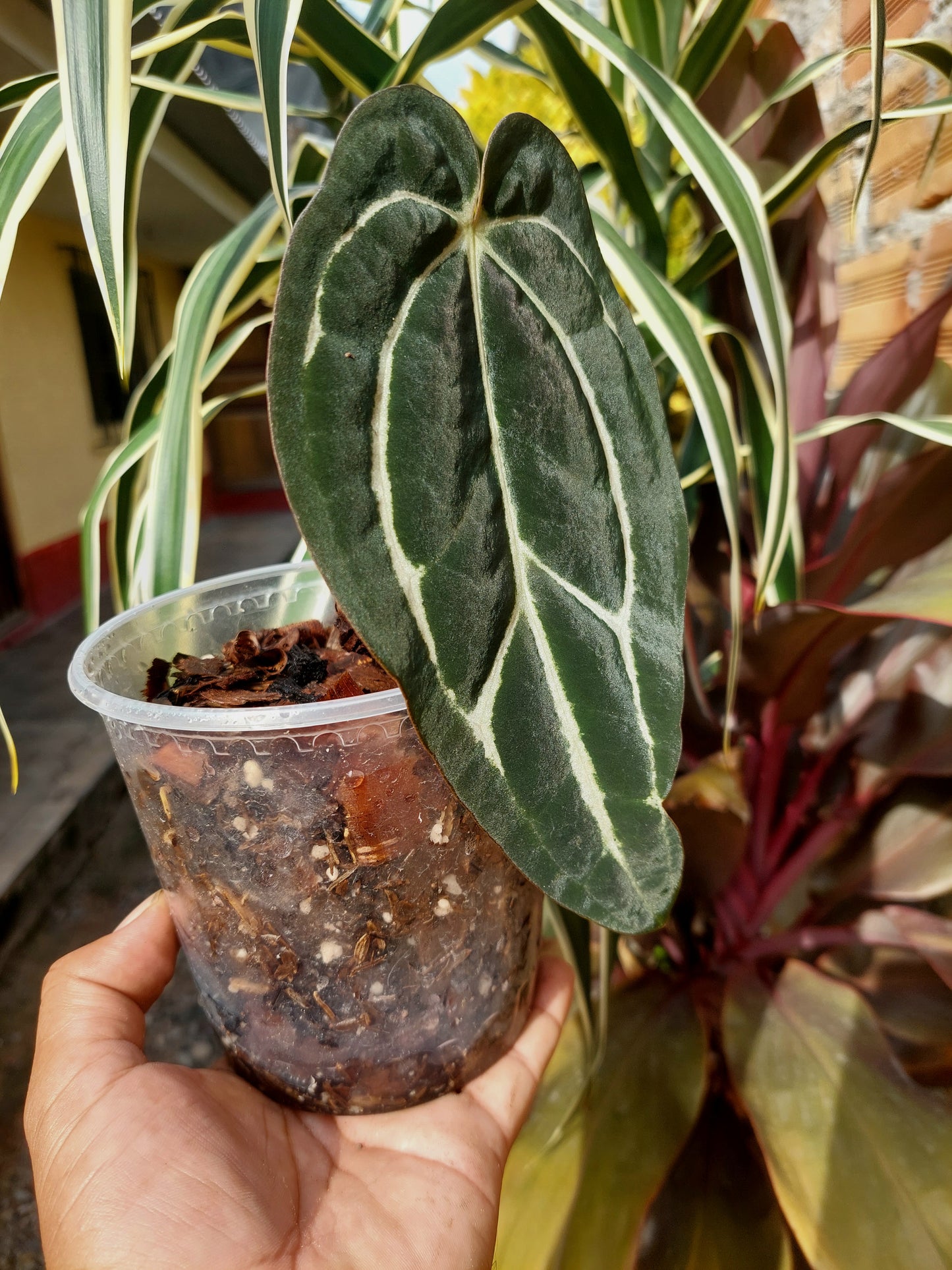 Anthurium Carlablackiae SLIM (EXACT PLANT)