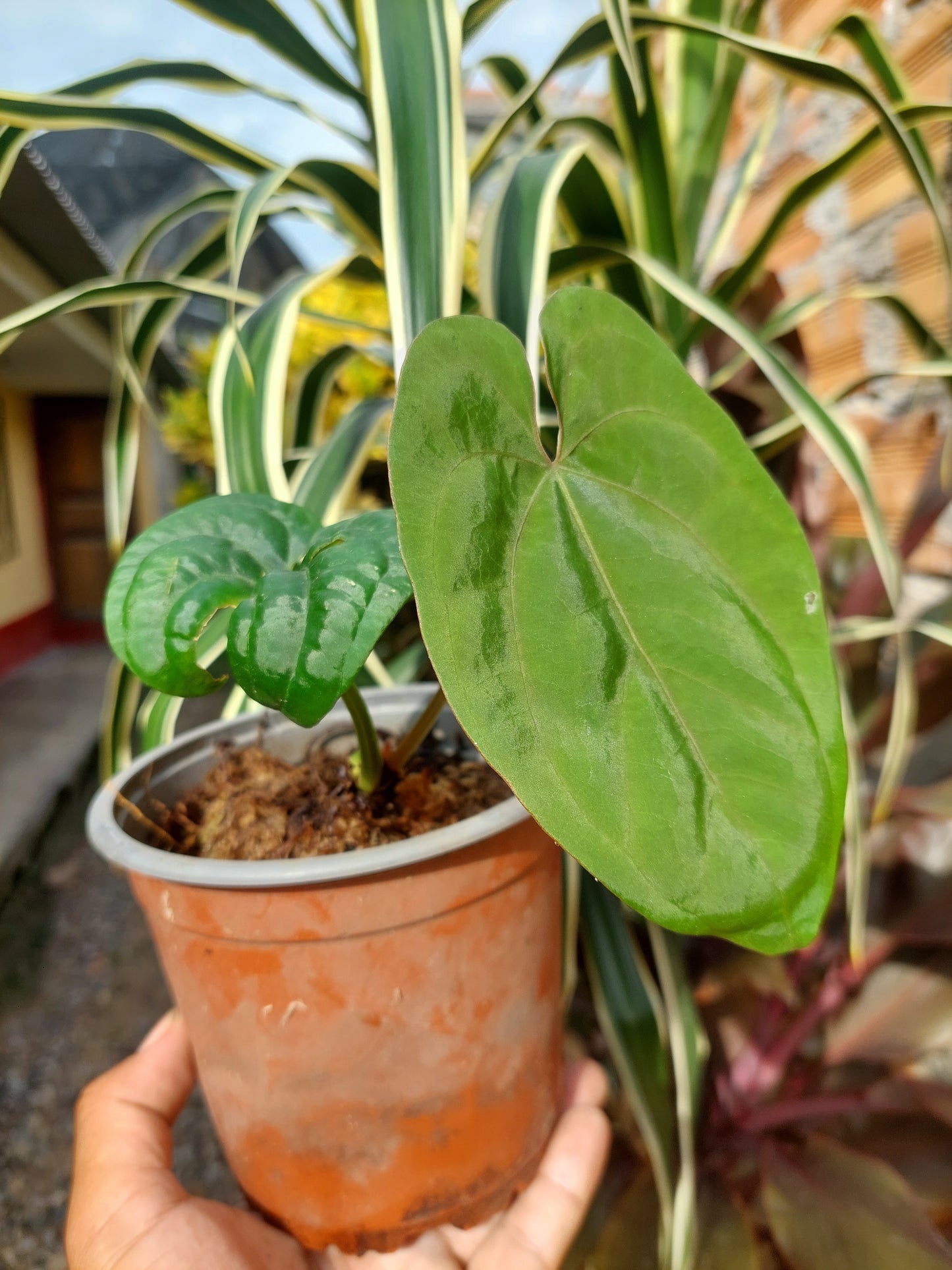 Anthurium Dressleri 'San Blas' Wild Ecotype 2 Leaves (EXACT PLANT)