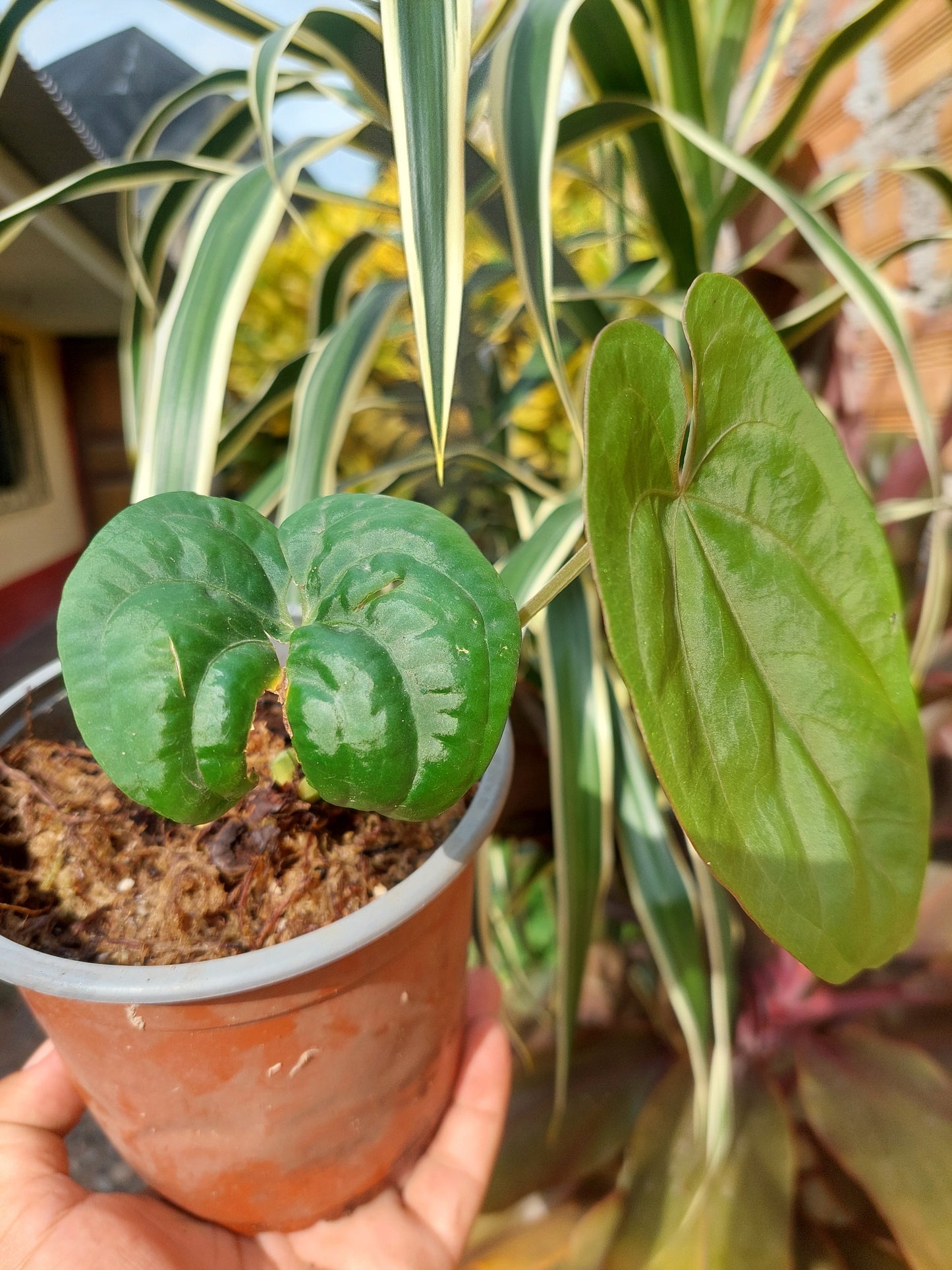 Anthurium Dressleri 'San Blas' Wild Ecotype 2 Leaves (EXACT PLANT)