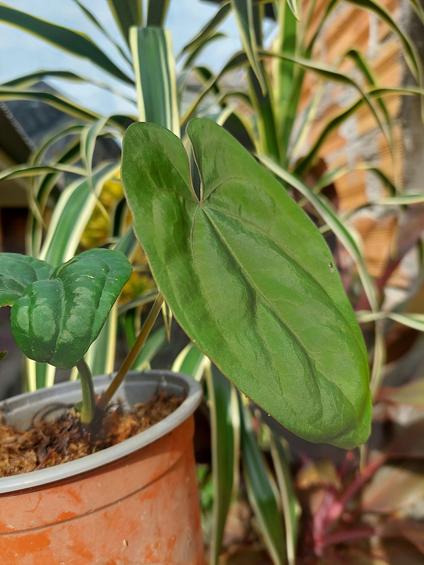 Anthurium Dressleri 'San Blas' Wild Ecotype 2 Leaves (EXACT PLANT)