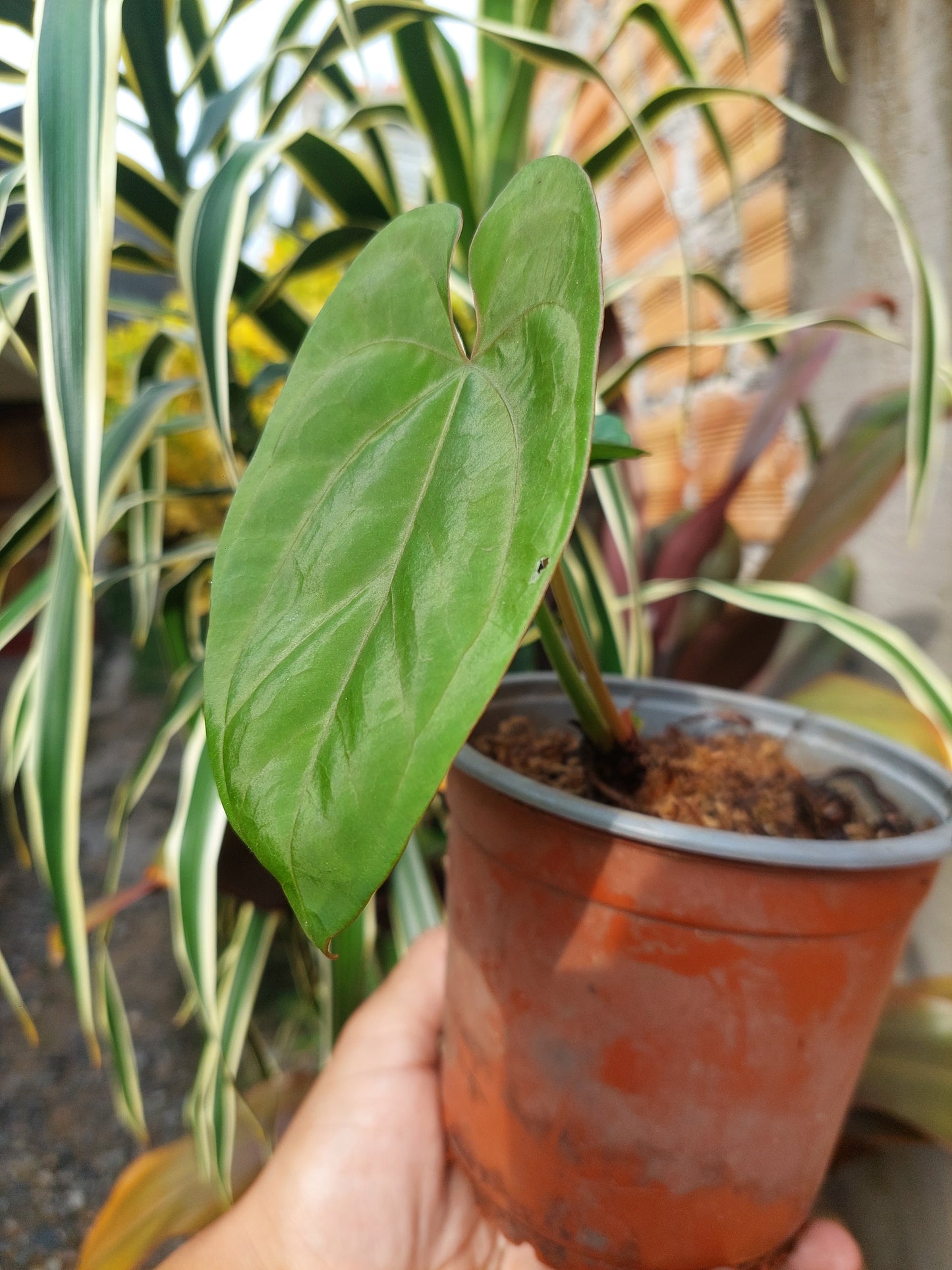 Anthurium Dressleri 'San Blas' Wild Ecotype 2 Leaves (EXACT PLANT)