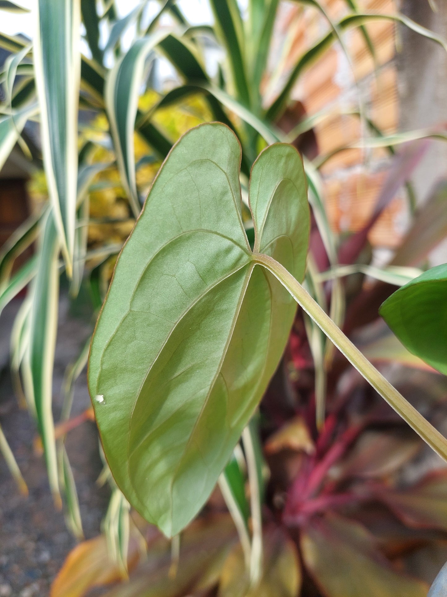 Anthurium Dressleri 'San Blas' Wild Ecotype 2 Leaves (EXACT PLANT)