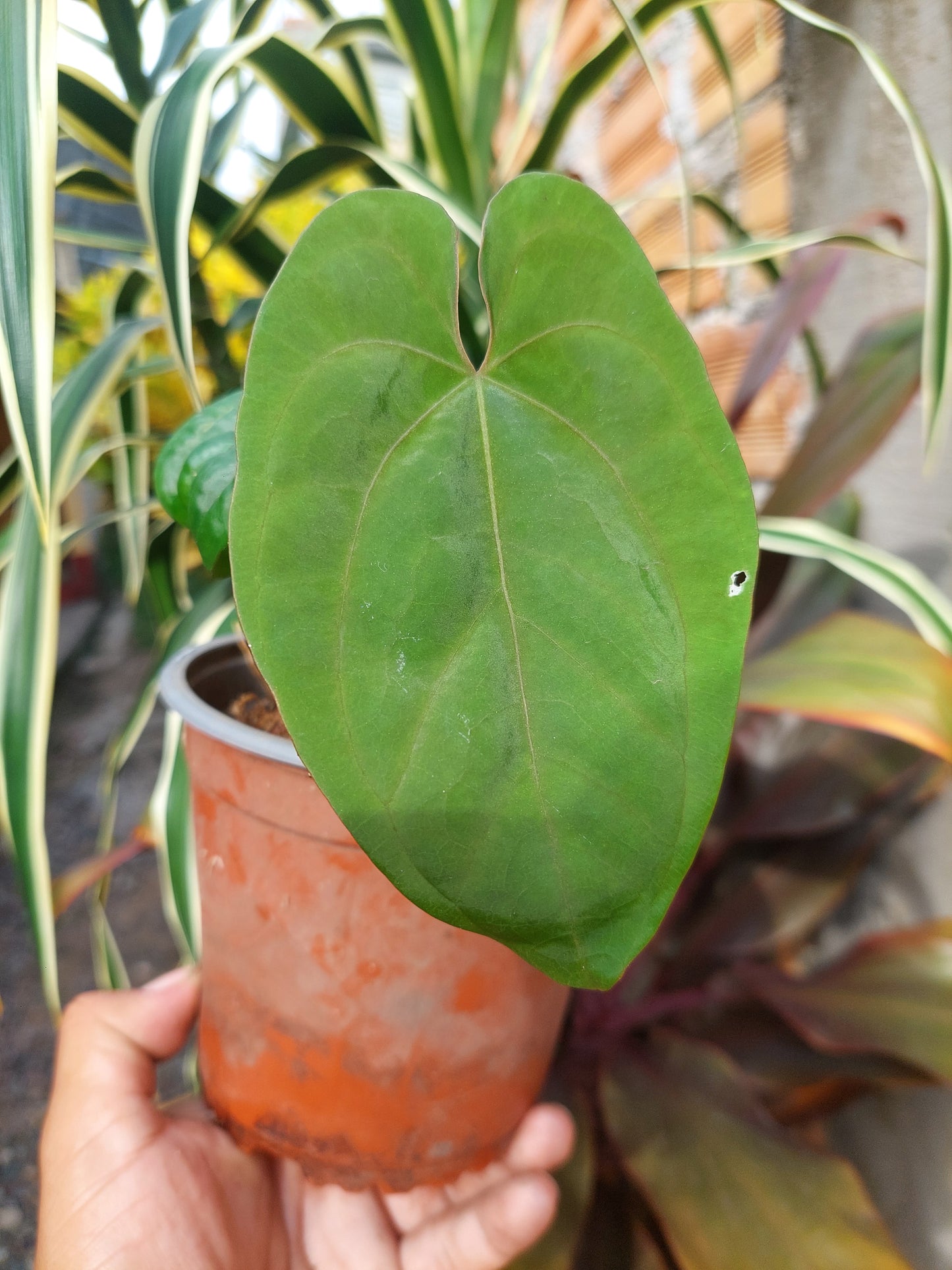 Anthurium Dressleri 'San Blas' Wild Ecotype 2 Leaves (EXACT PLANT)