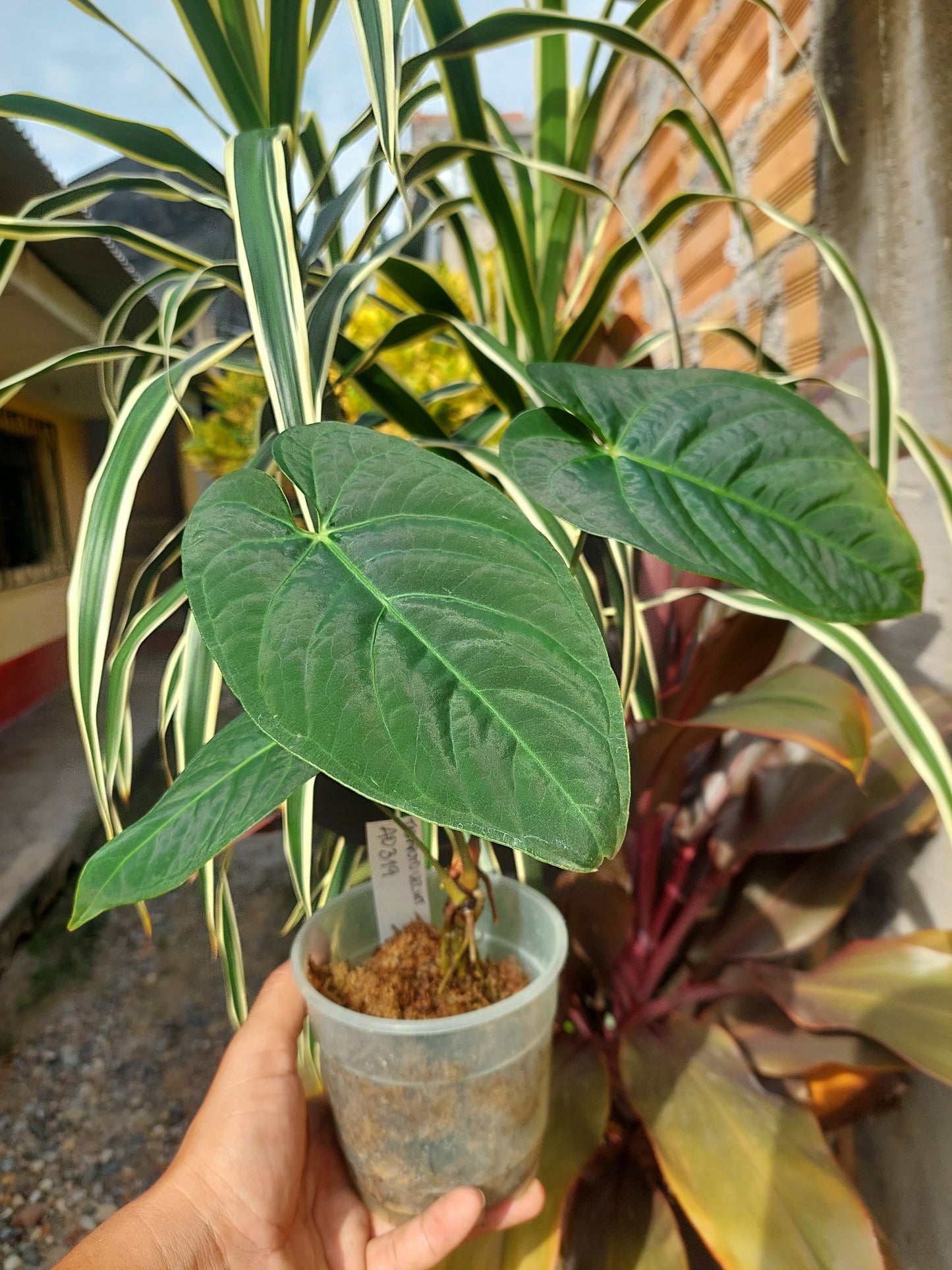 Anthurium sp. "Tarapoto Velvet" Wild Ecotype 3 Leaves (EXACT PLANT)