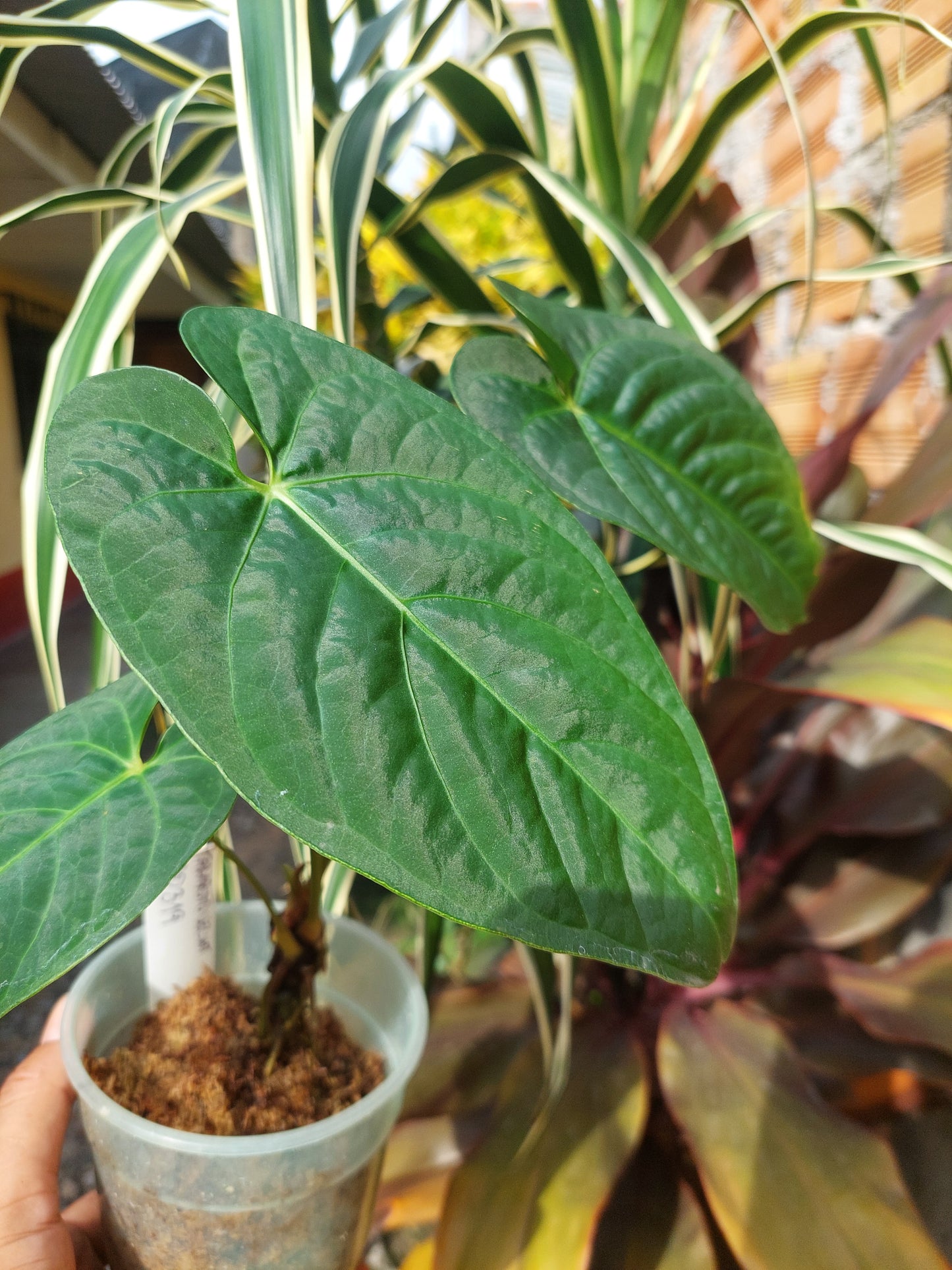 Anthurium sp. "Tarapoto Velvet" Wild Ecotype 3 Leaves (EXACT PLANT)