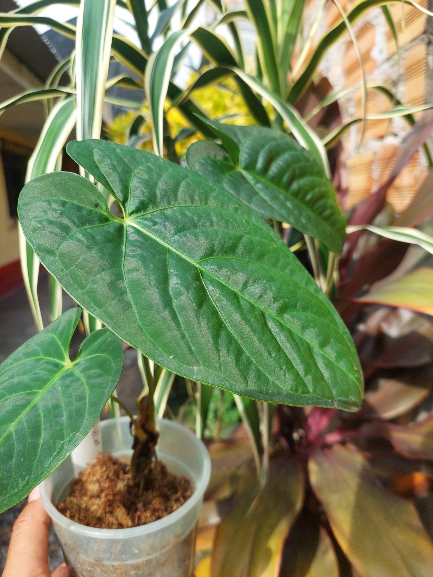 Anthurium sp. "Tarapoto Velvet" Wild Ecotype 3 Leaves (EXACT PLANT)