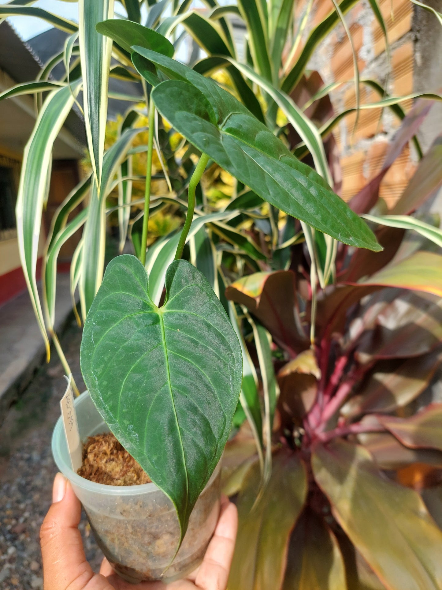 Anthurium sp. "Tarapoto Velvet" Wild Ecotype 3 Leaves (EXACT PLANT)