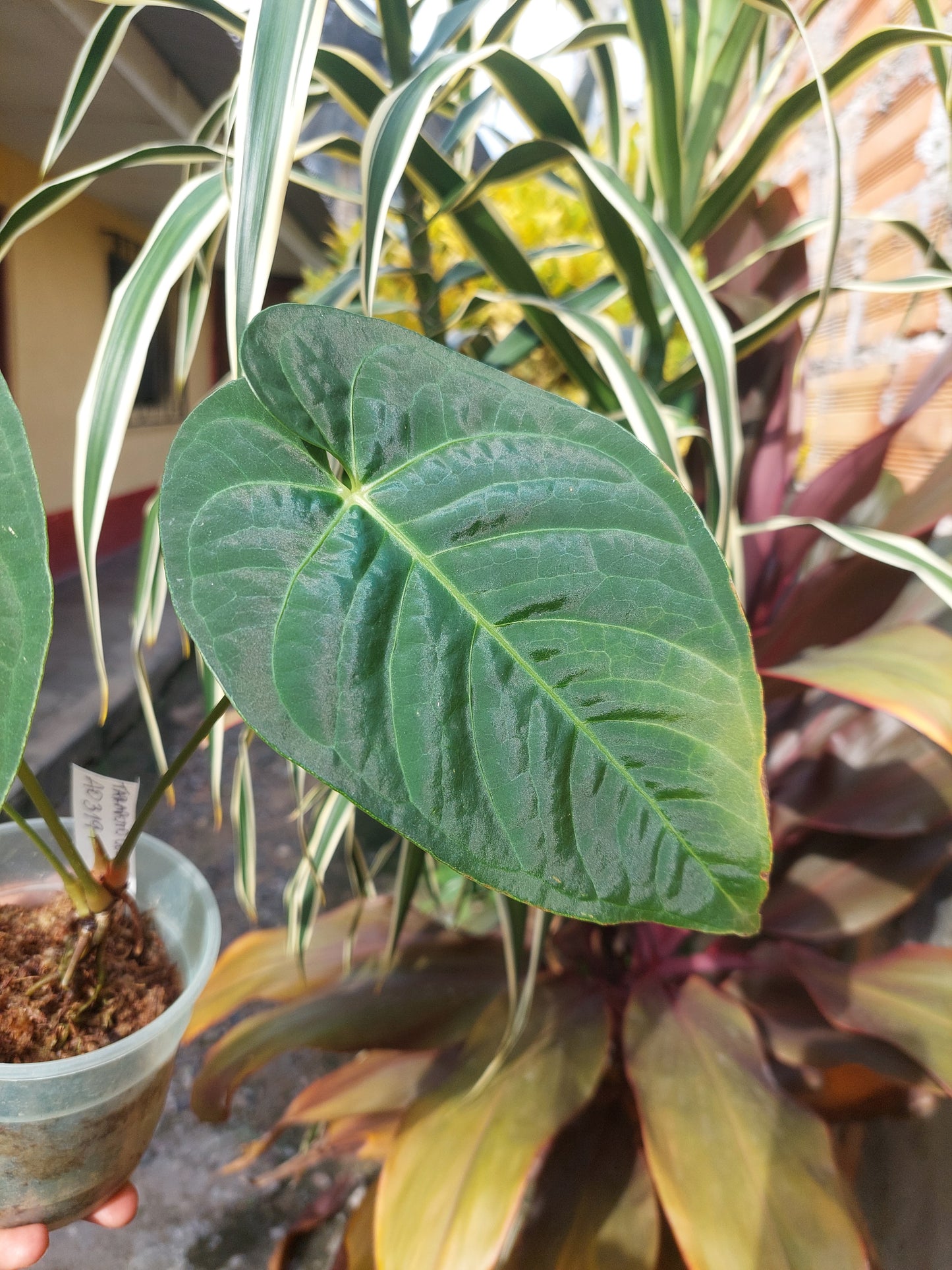 Anthurium sp. "Tarapoto Velvet" Wild Ecotype 3 Leaves (EXACT PLANT)