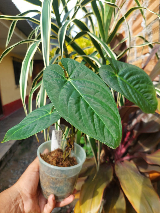 Anthurium sp. "Tarapoto Velvet" Wild Ecotype 3 Leaves (EXACT PLANT)