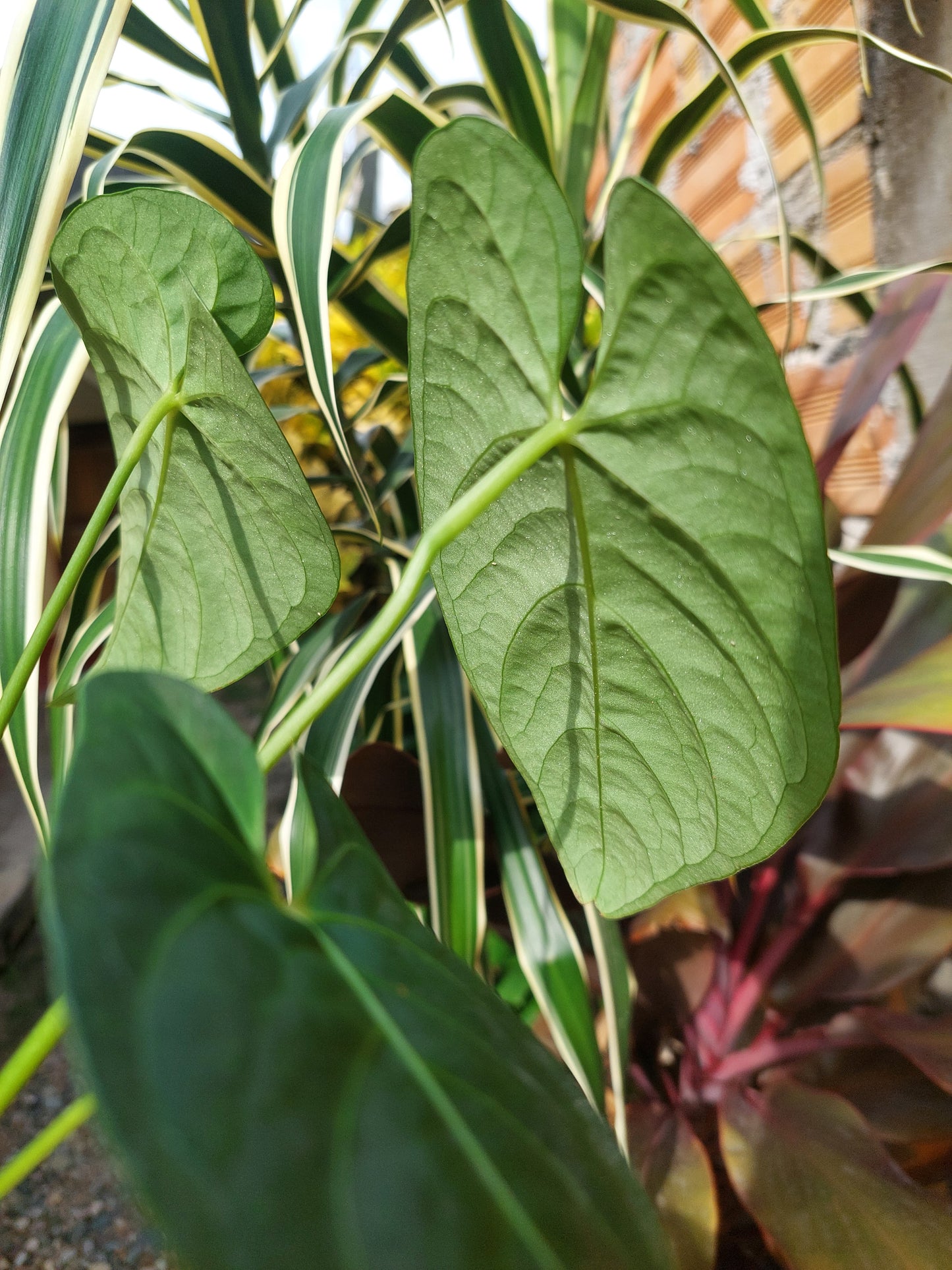 Anthurium sp. "Tarapoto Velvet" Wild Ecotype 3 Leaves (EXACT PLANT)