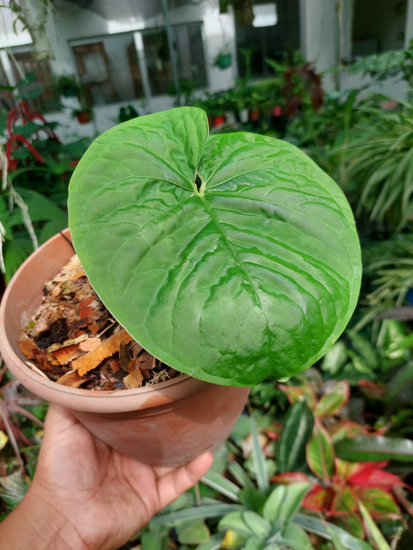 Anthurium sp. "Kunayala Glow" Wild Ecotype Pure Specie (EXACT PLANT)