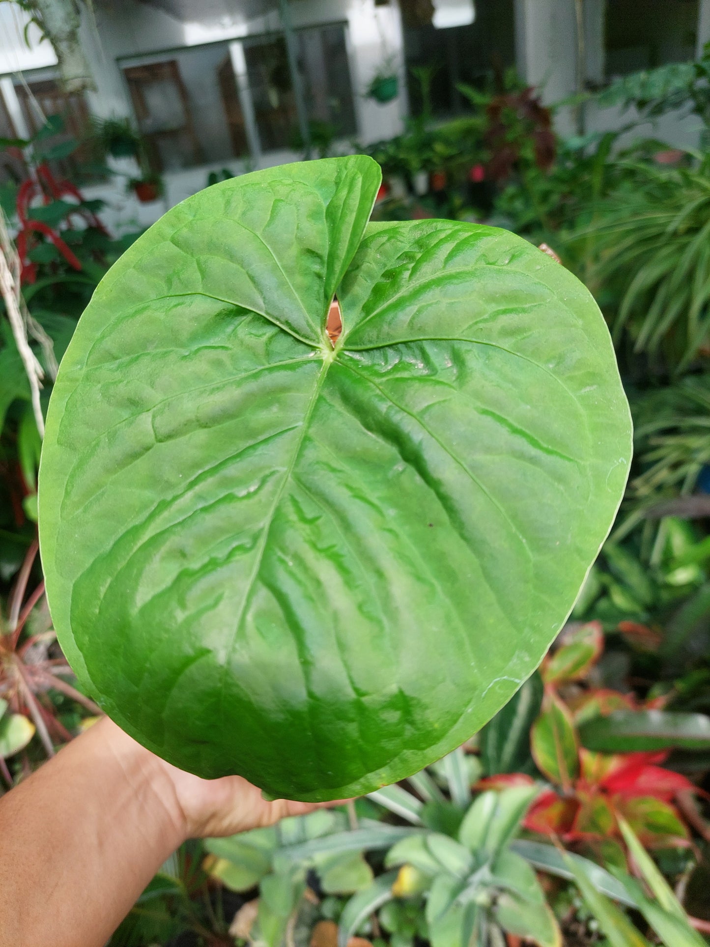 Anthurium sp. "Kunayala Glow" Wild Ecotype Pure Specie (EXACT PLANT)