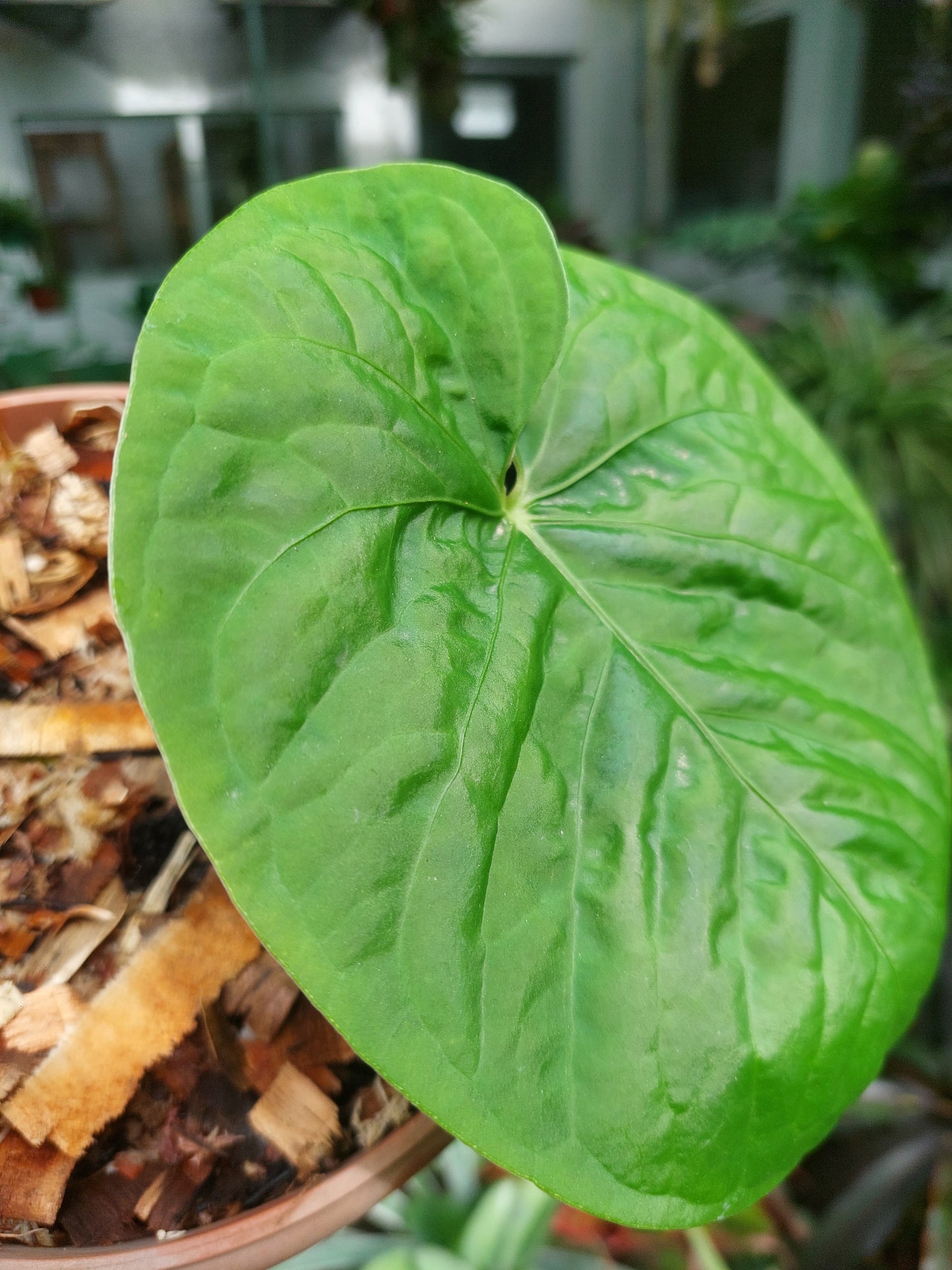 Anthurium sp. "Kunayala Glow" Wild Ecotype Pure Specie (EXACT PLANT)