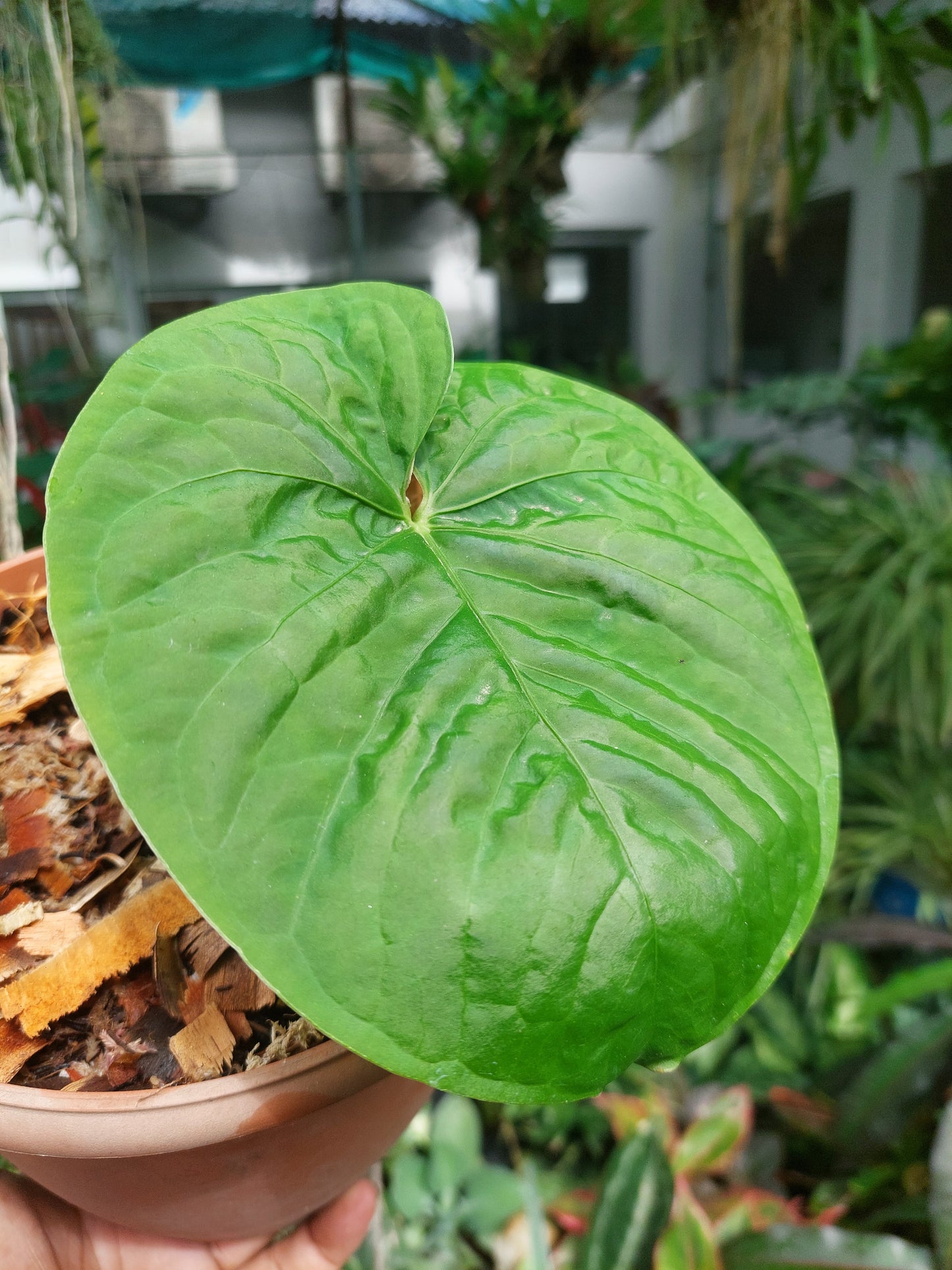 Anthurium sp. "Kunayala Glow" Wild Ecotype Pure Specie (EXACT PLANT)