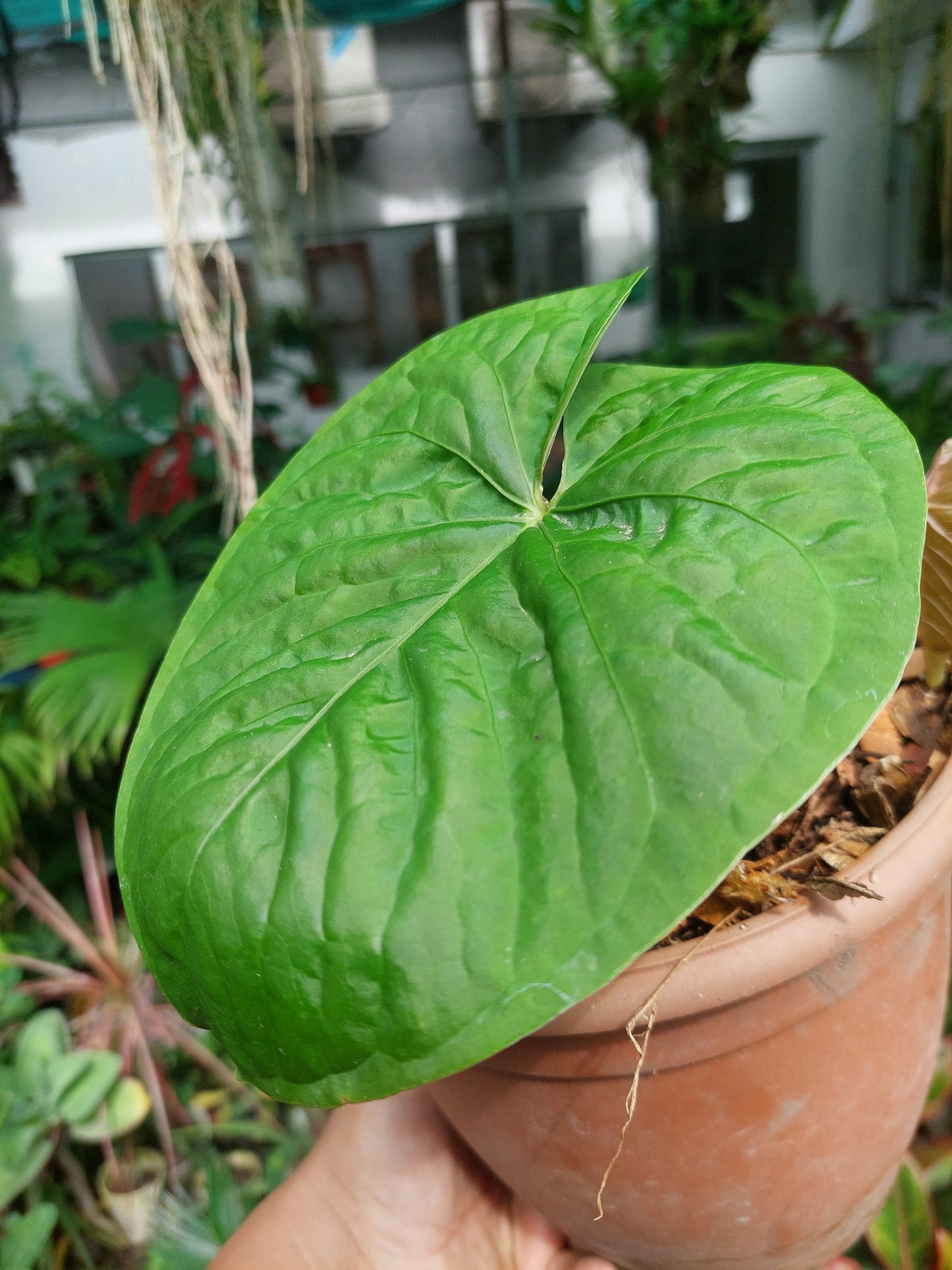 Anthurium sp. "Kunayala Glow" Wild Ecotype Pure Specie (EXACT PLANT)