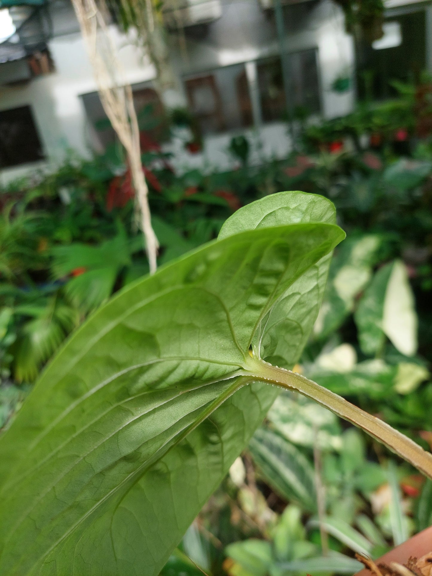 Anthurium sp. "Kunayala Glow" Wild Ecotype Pure Specie (EXACT PLANT)